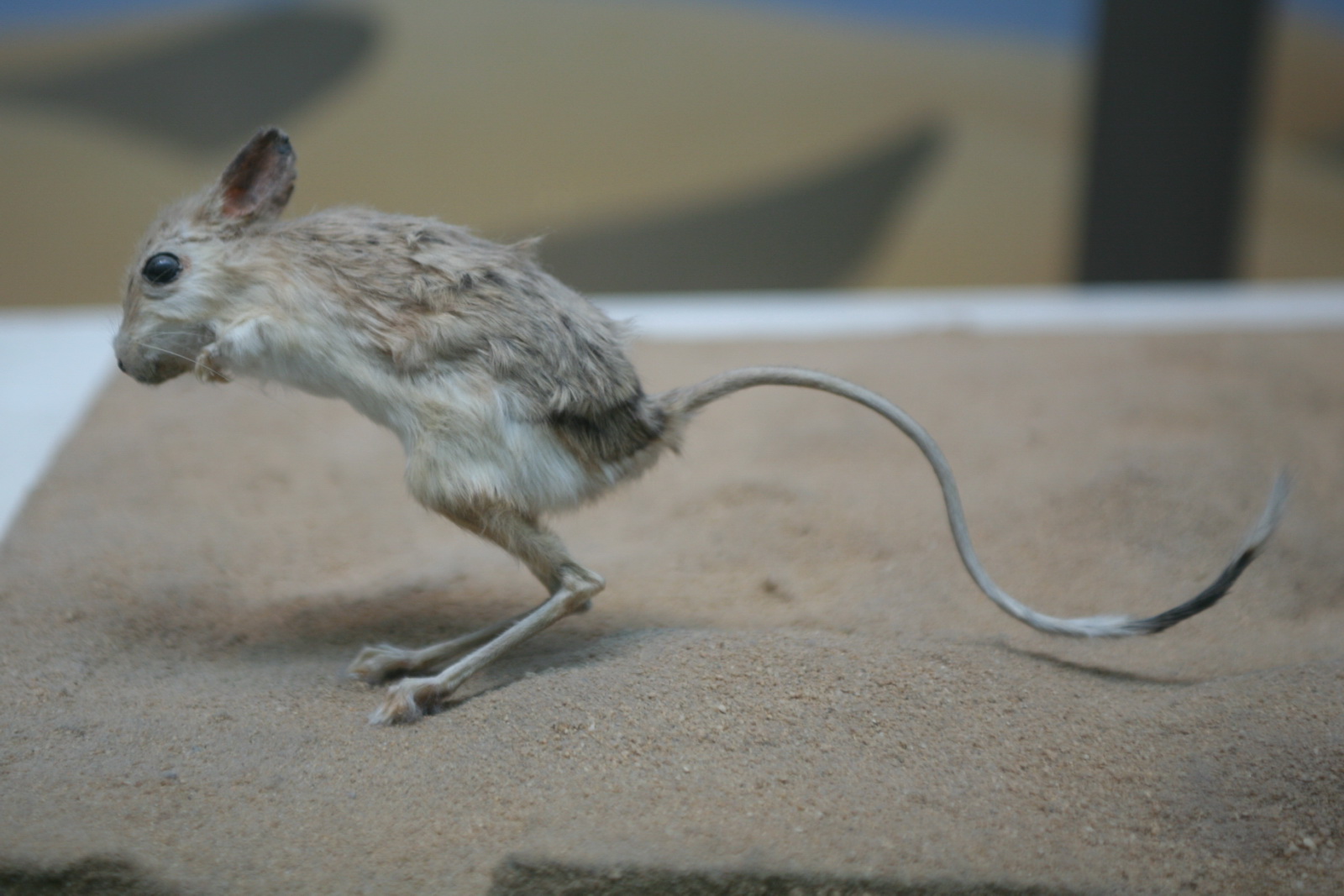 Lesser Egyptian Jerboa