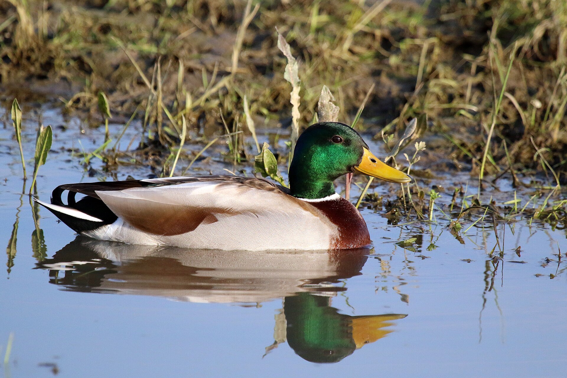 Canard colvert