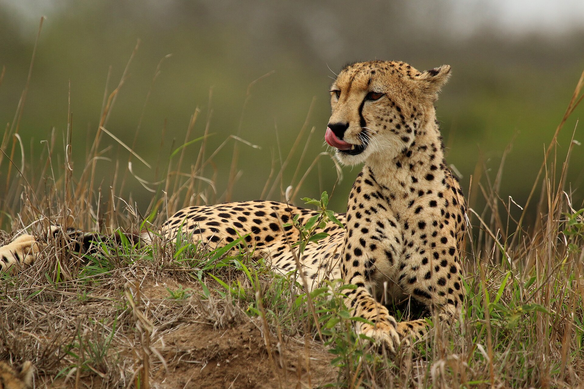 Cheetah