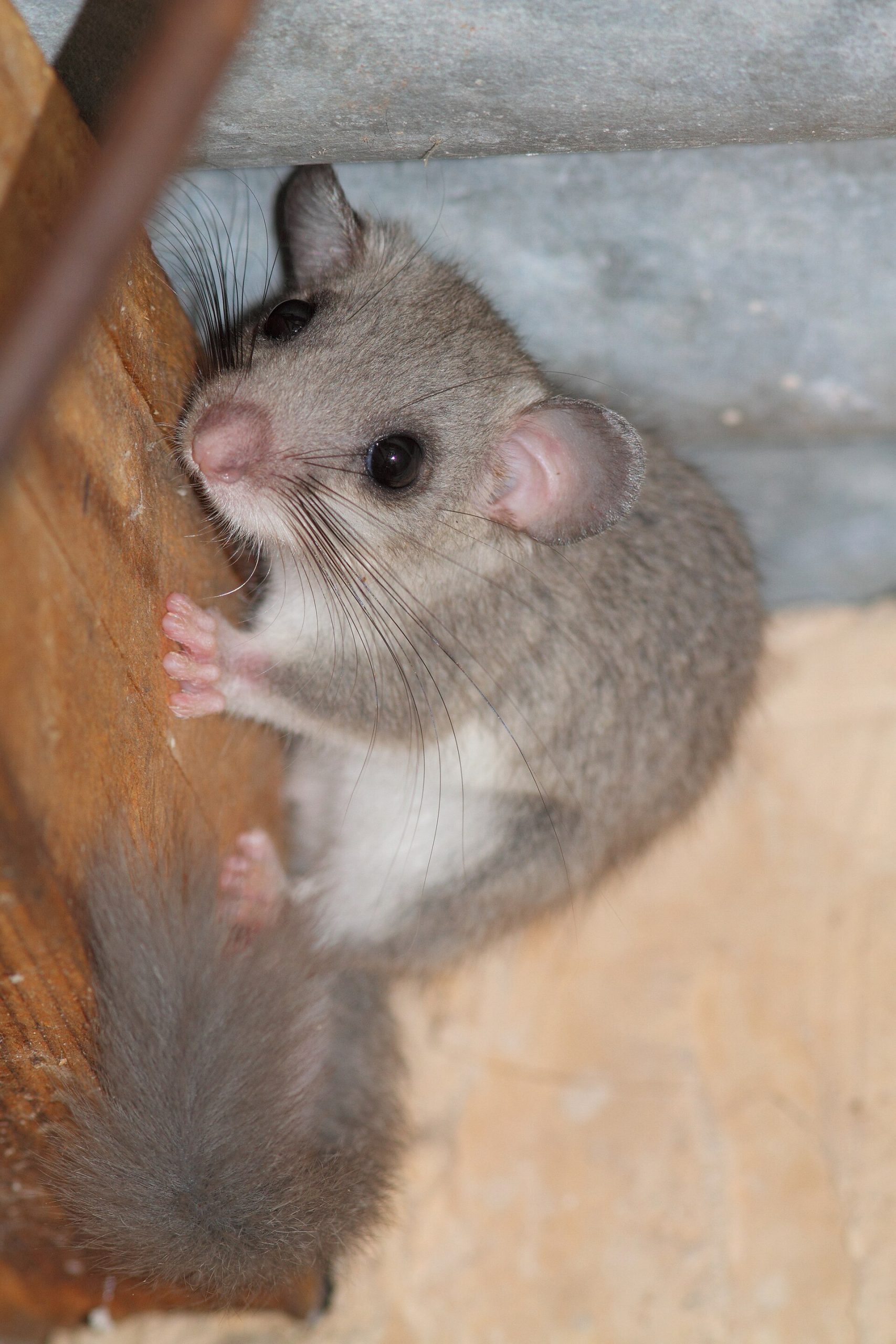 Edible Dormouse