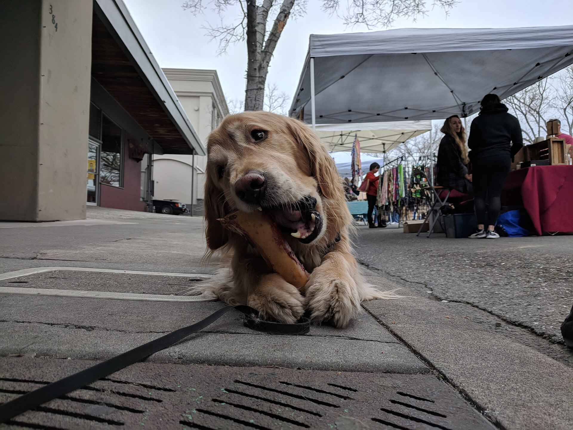 Golden Retriever