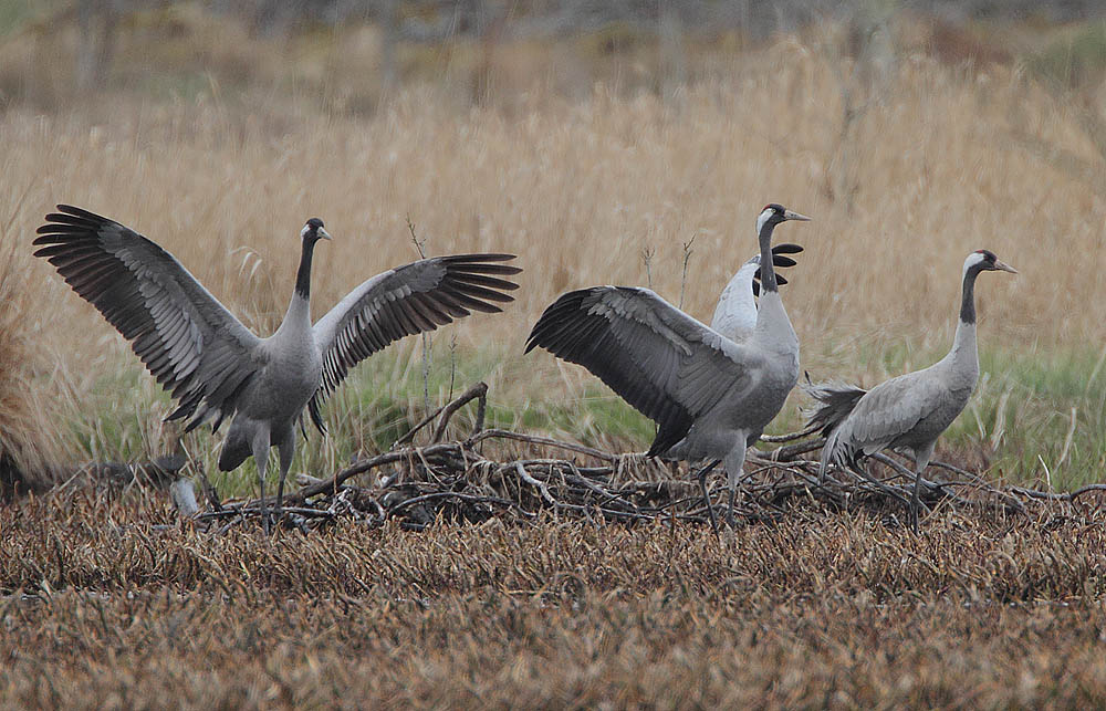 Common Crane