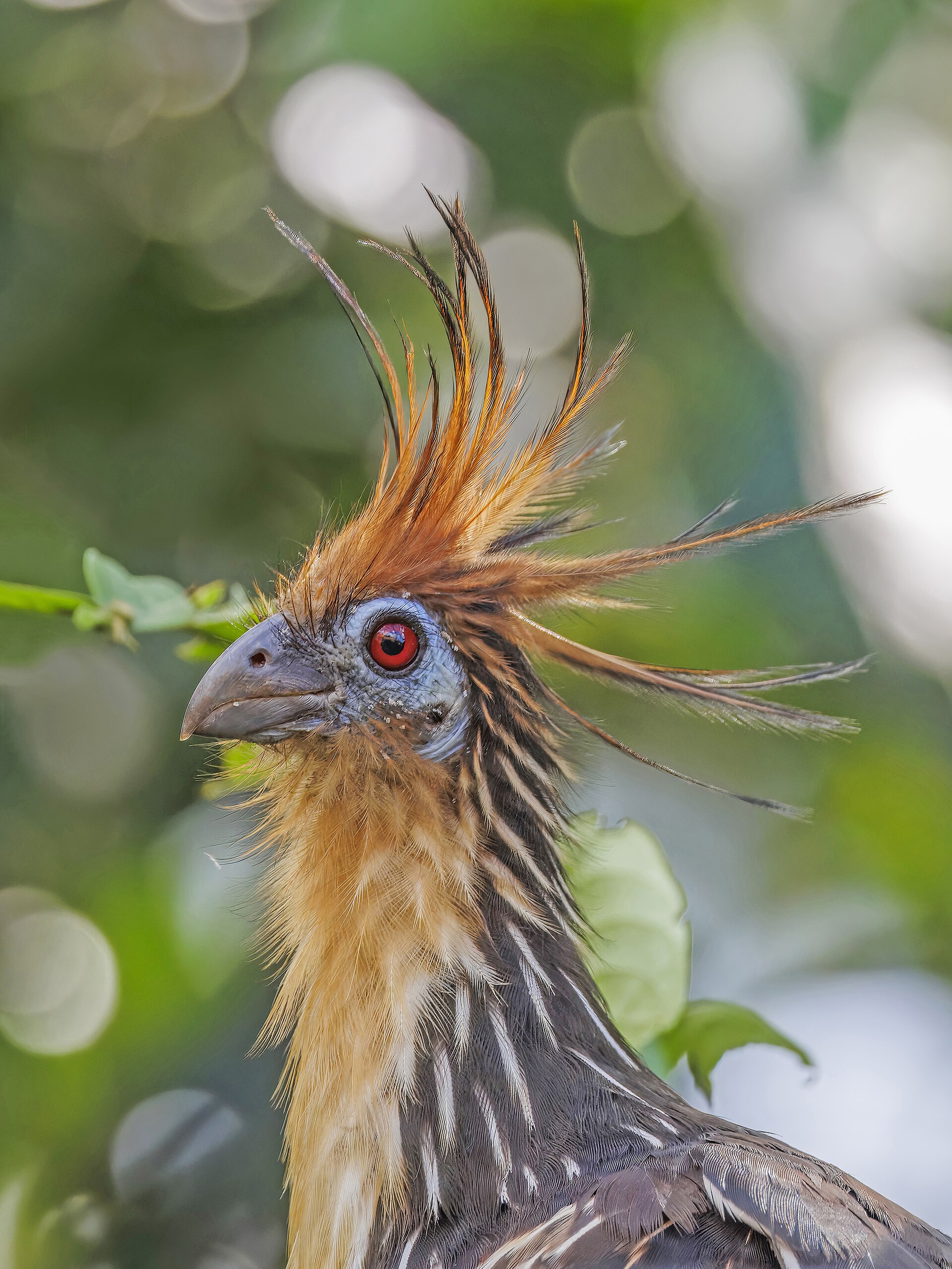 Hoatzin