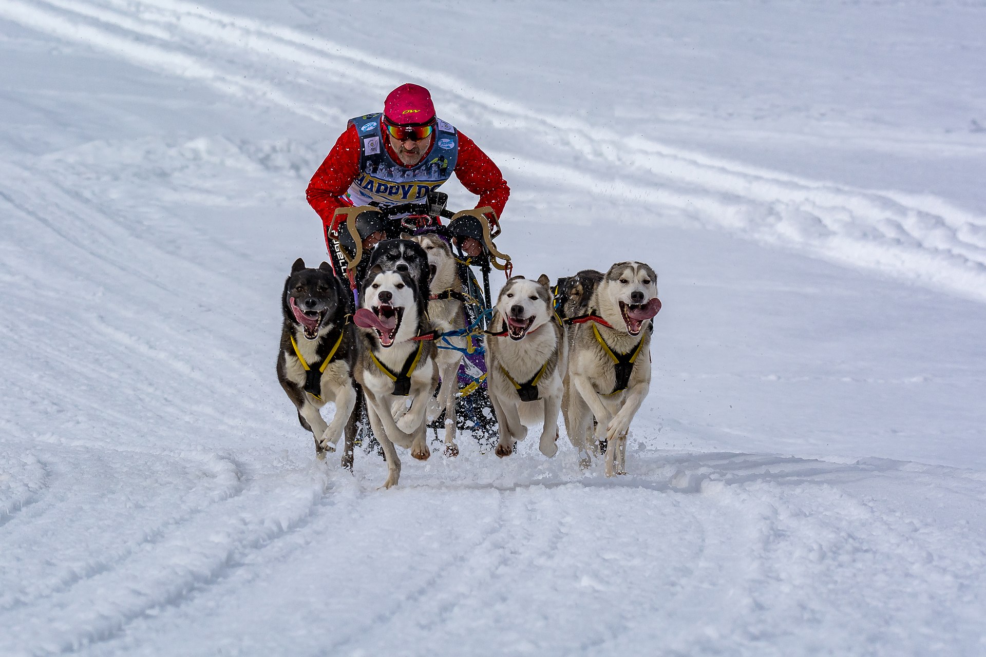 Siberian Husky