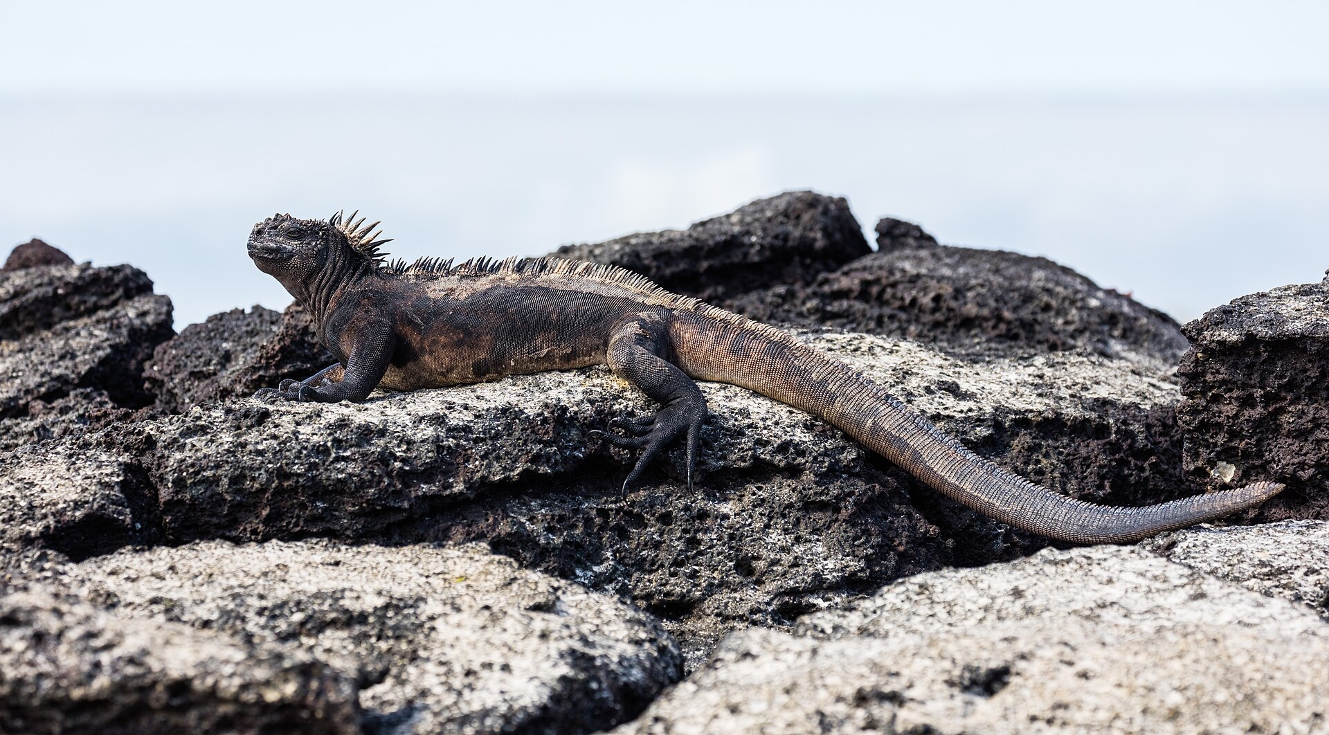 Marine Iguana