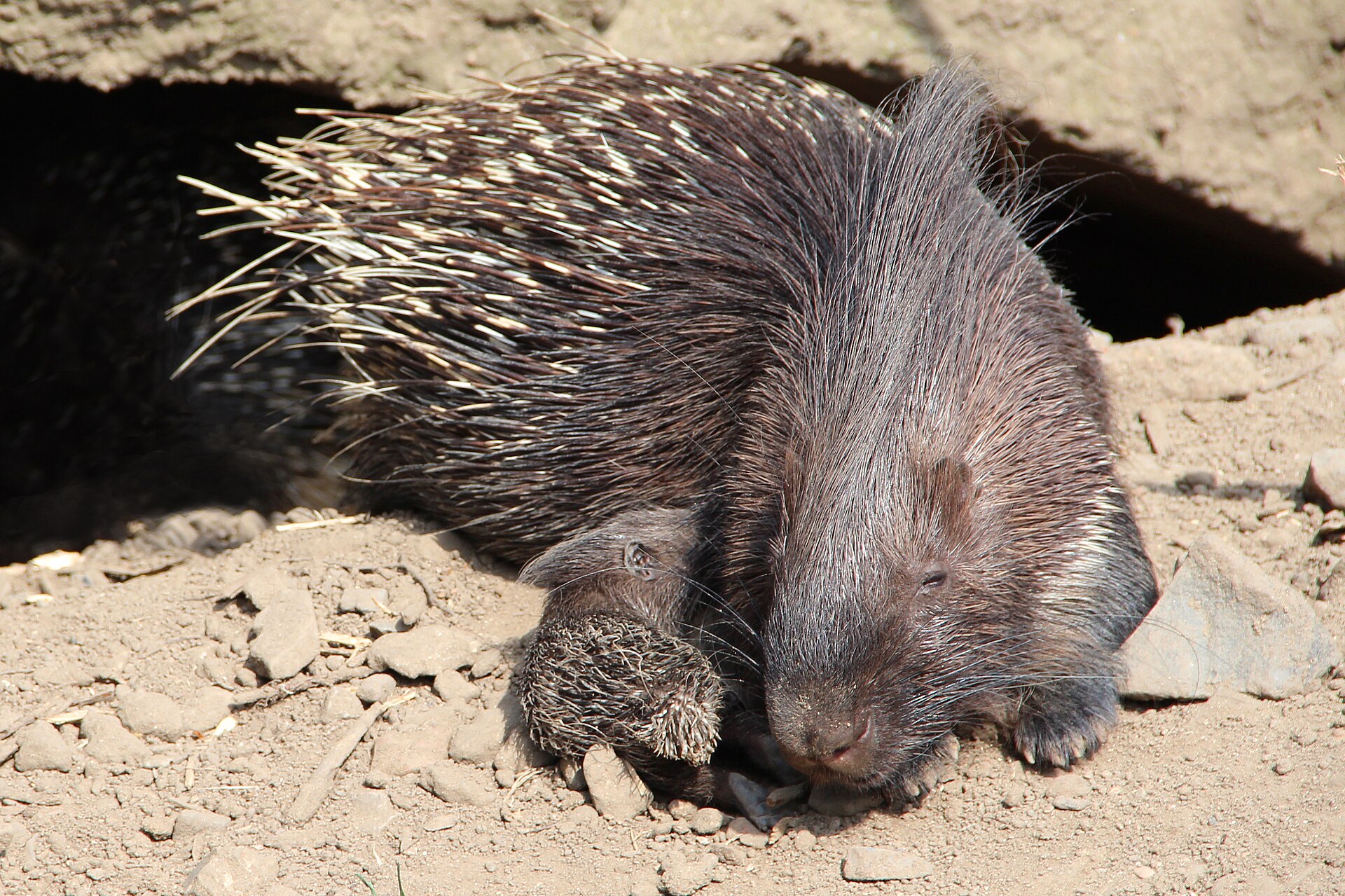 Crested Porcupine