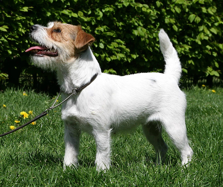 Jack Russell Terrier