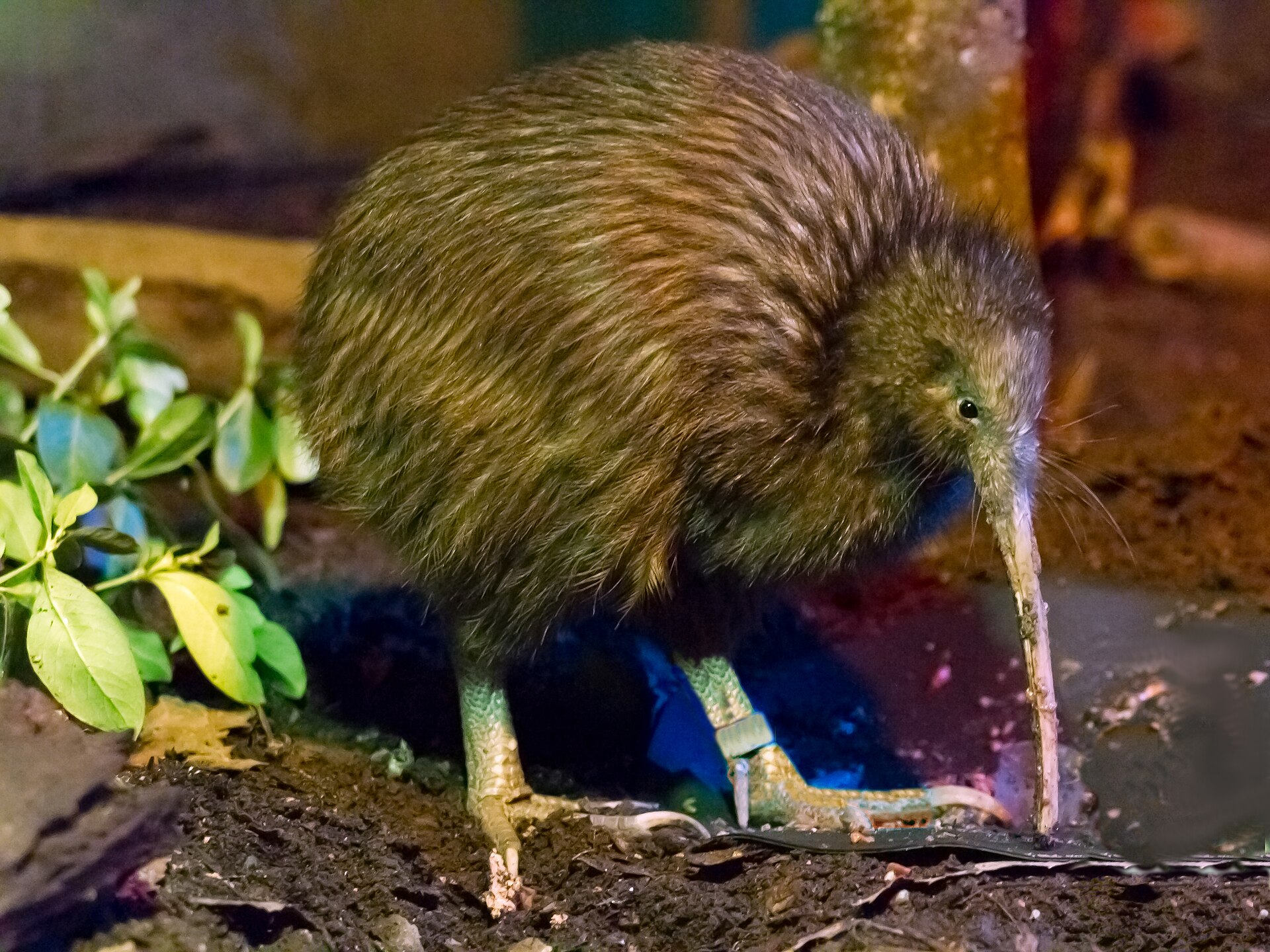 Streifenkiwi
