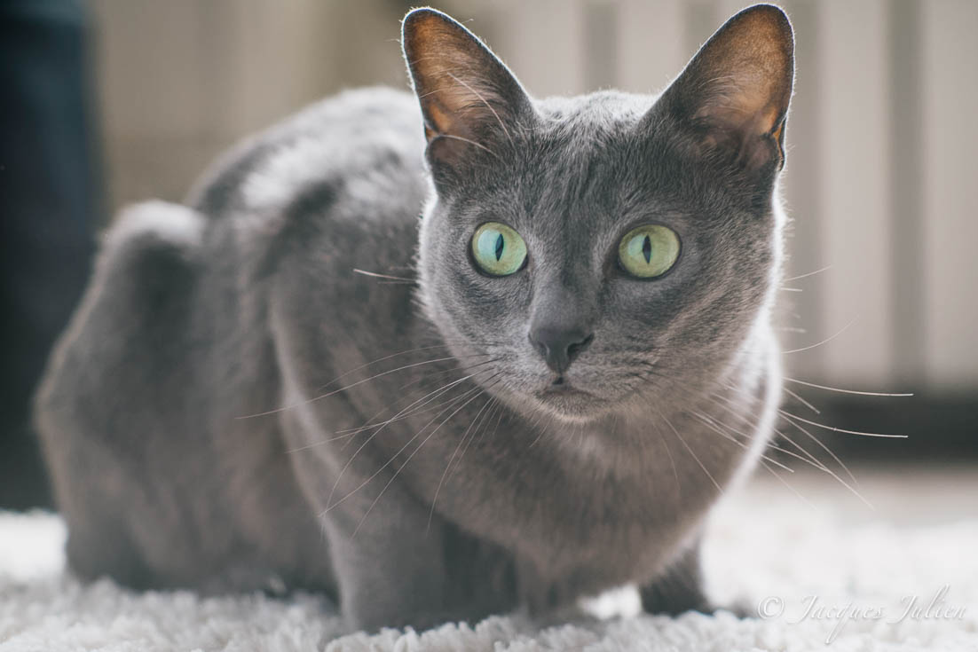 Korat