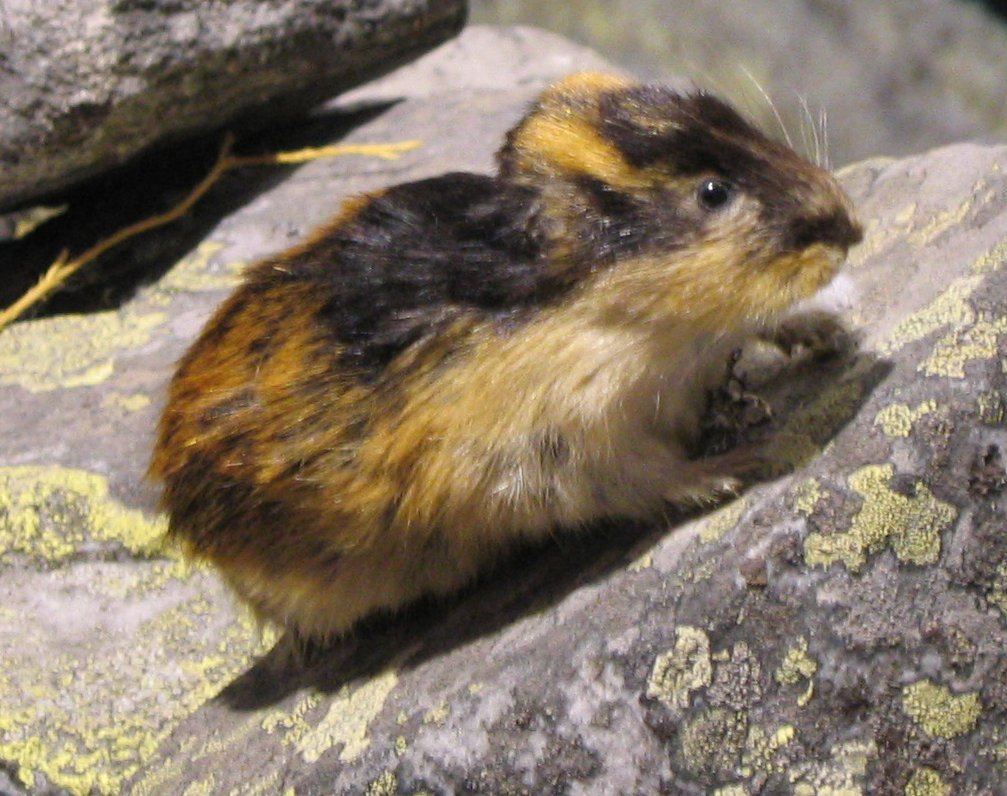 Lemming Noruego