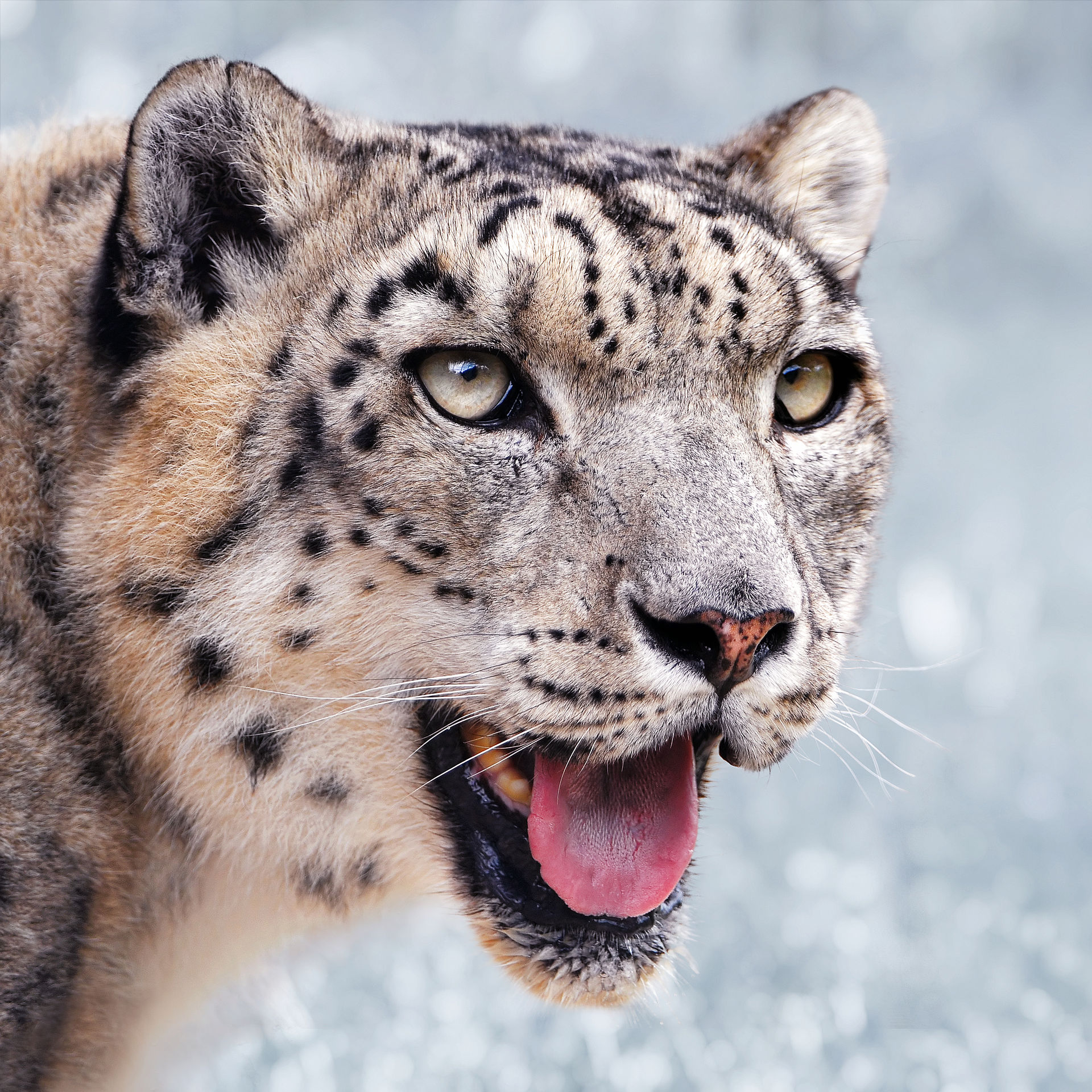 Leopardo de las nieves