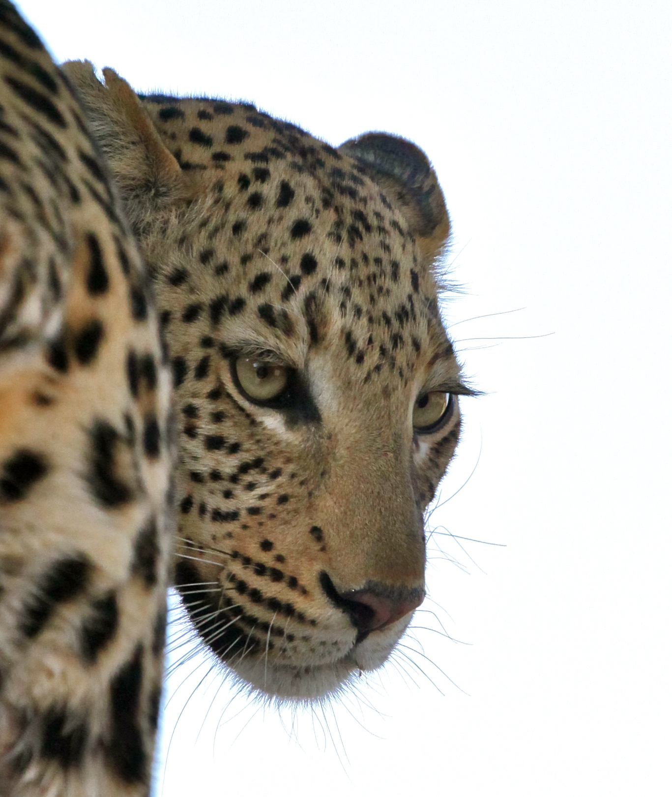 Leopard