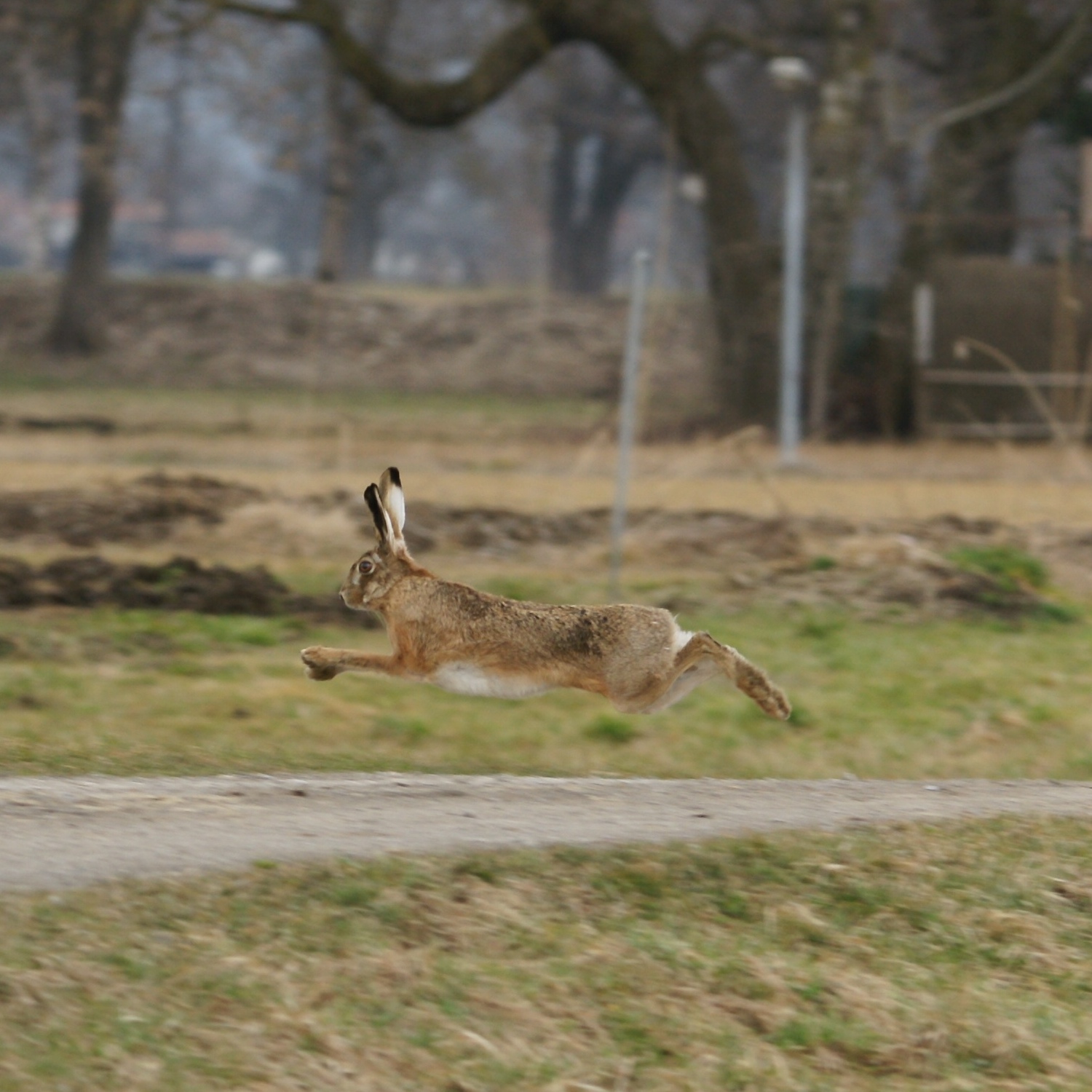 European Hare