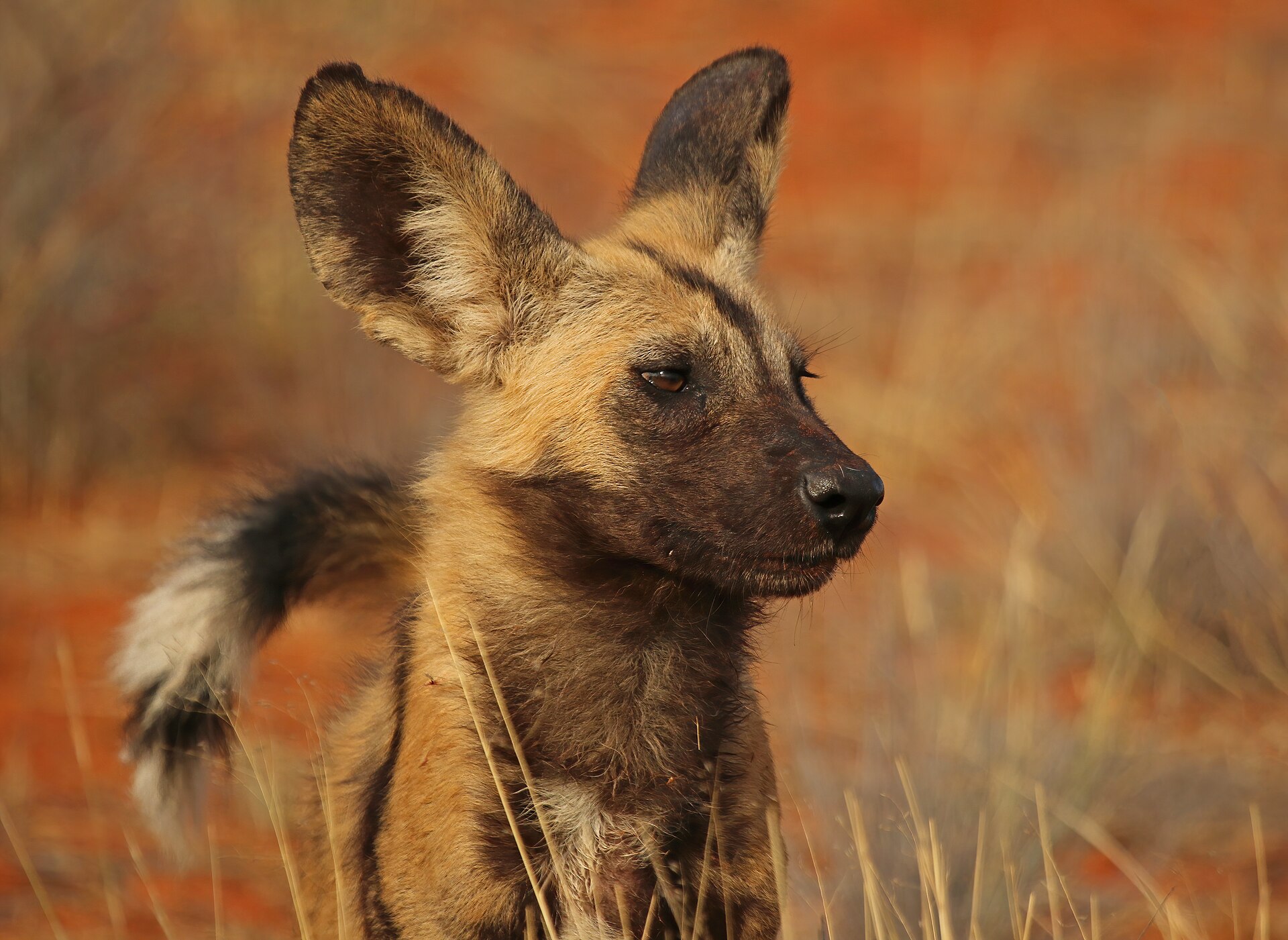 Afrikanischer Wildhund