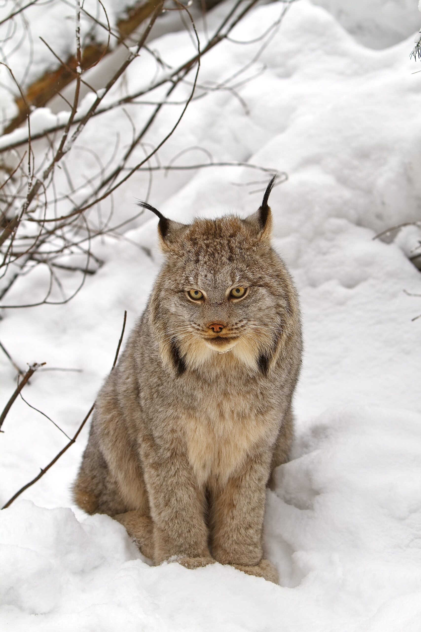 Lince del Canadá