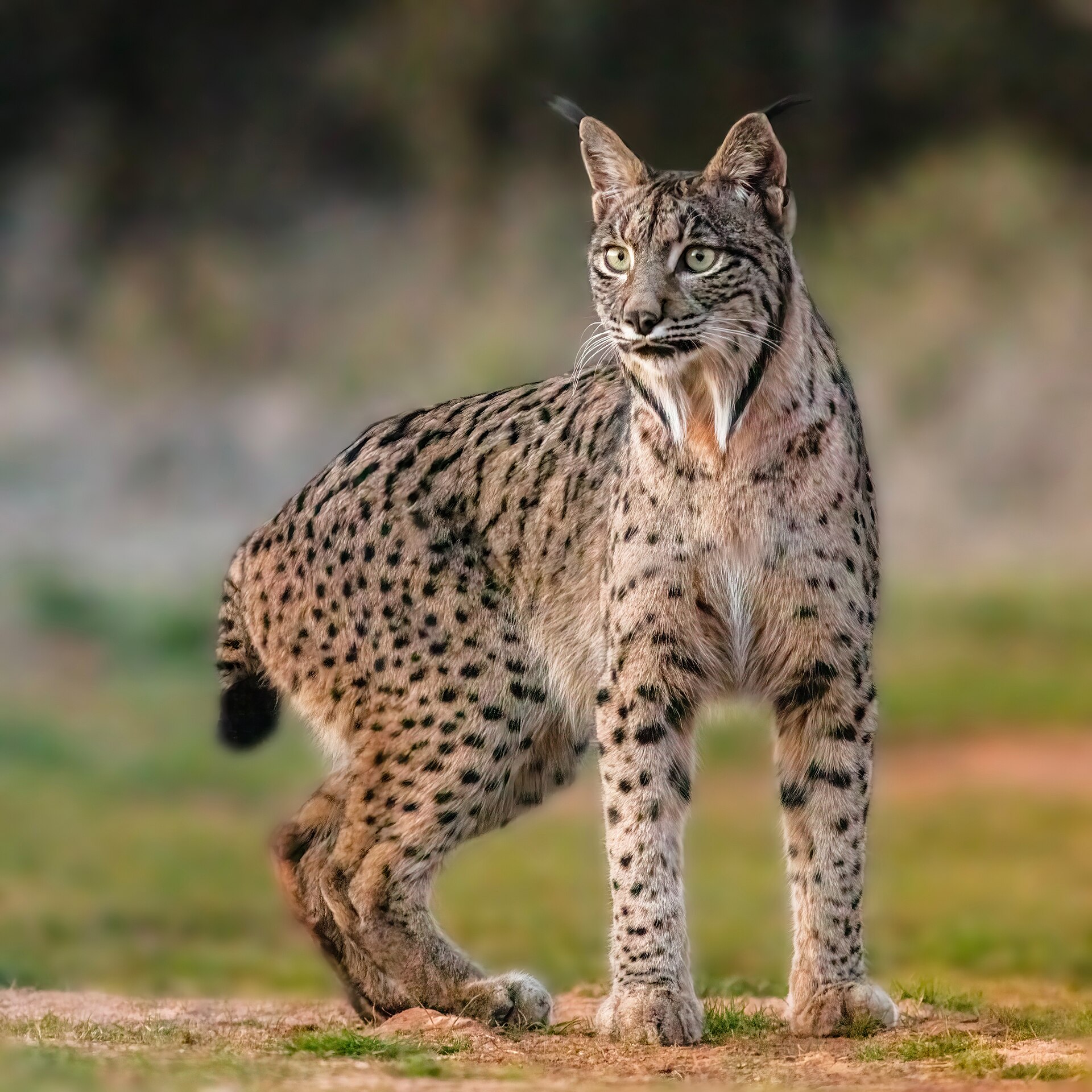 Lince Iberica