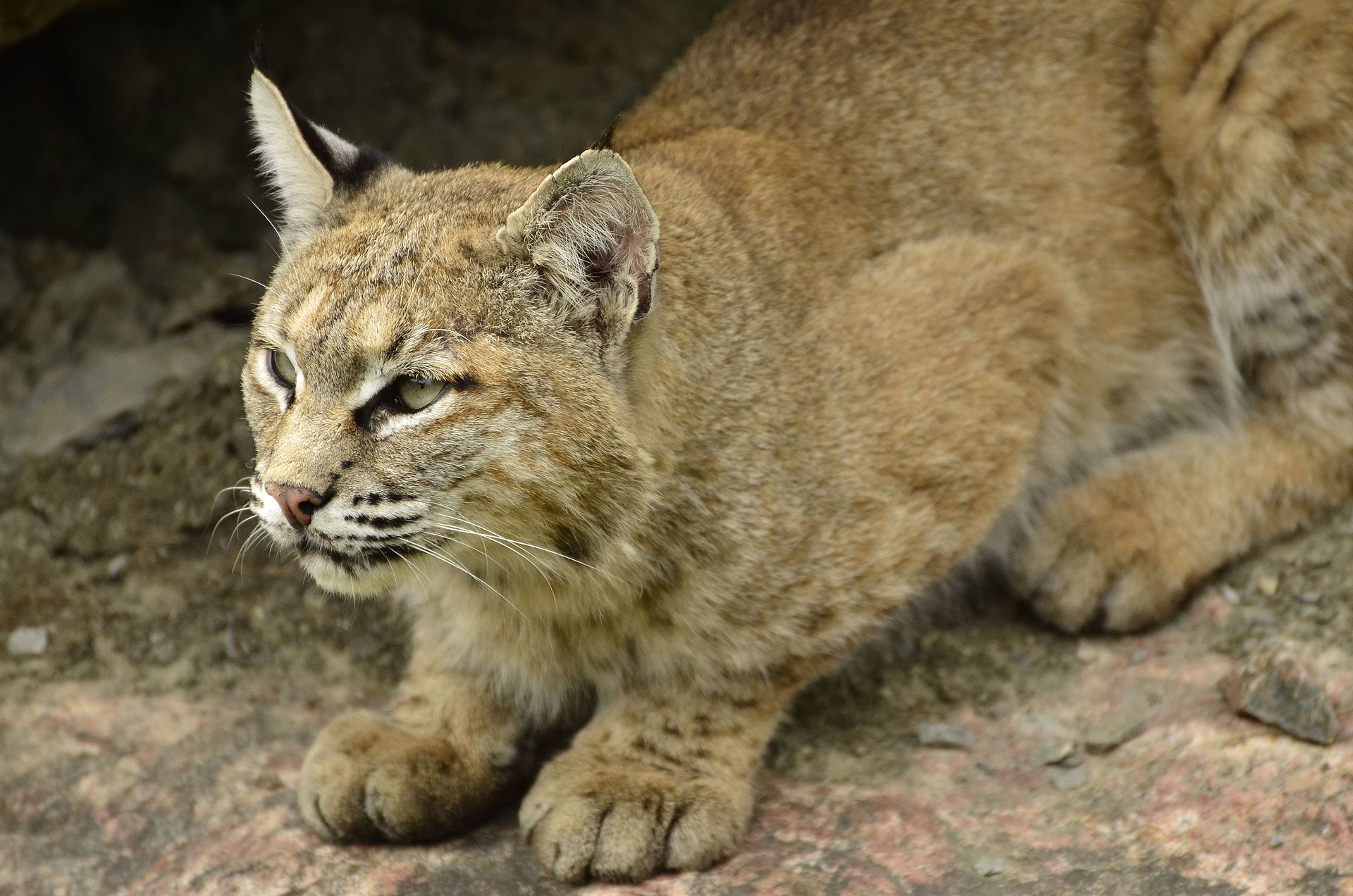 Lince rojo