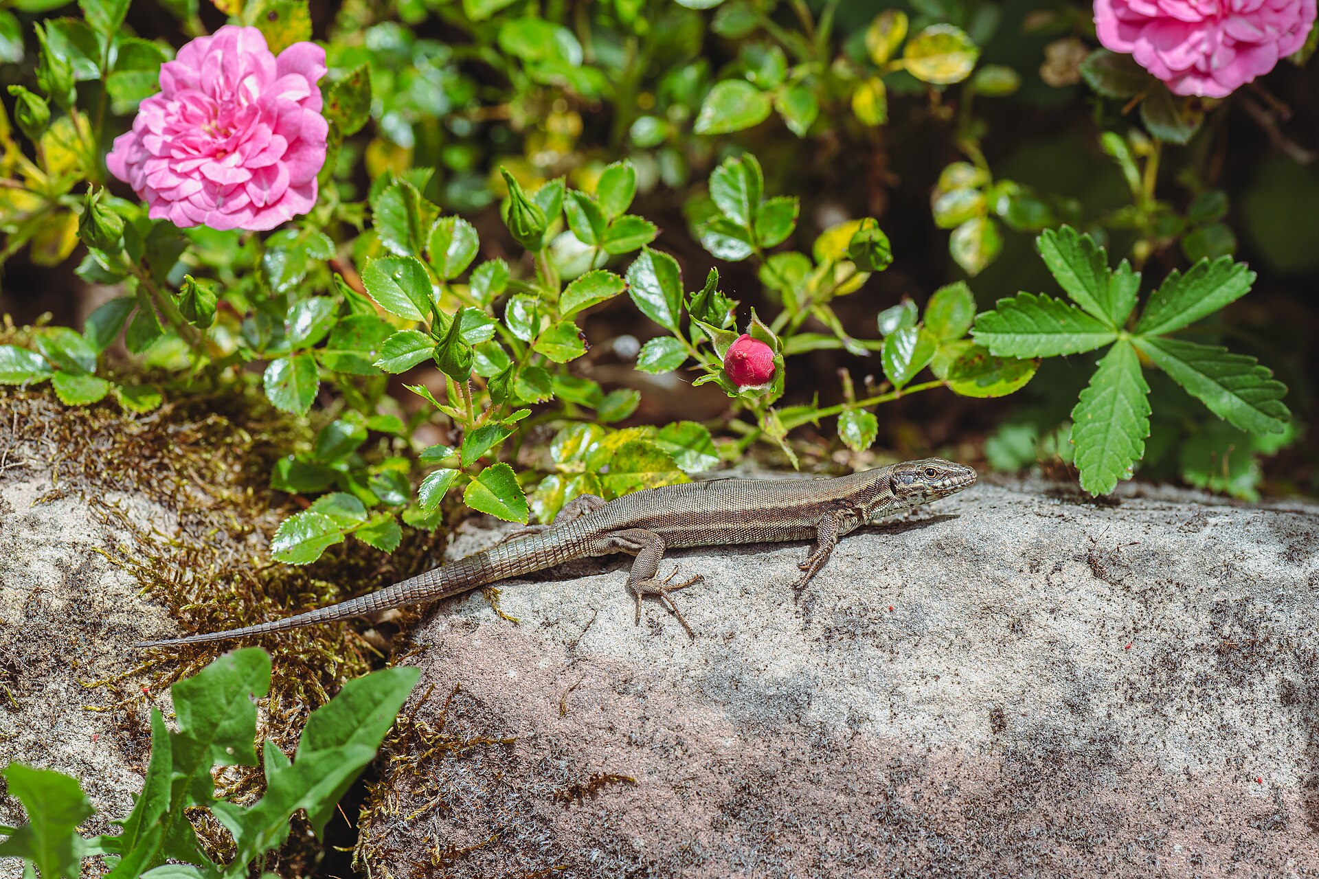 Lézard des murailles
