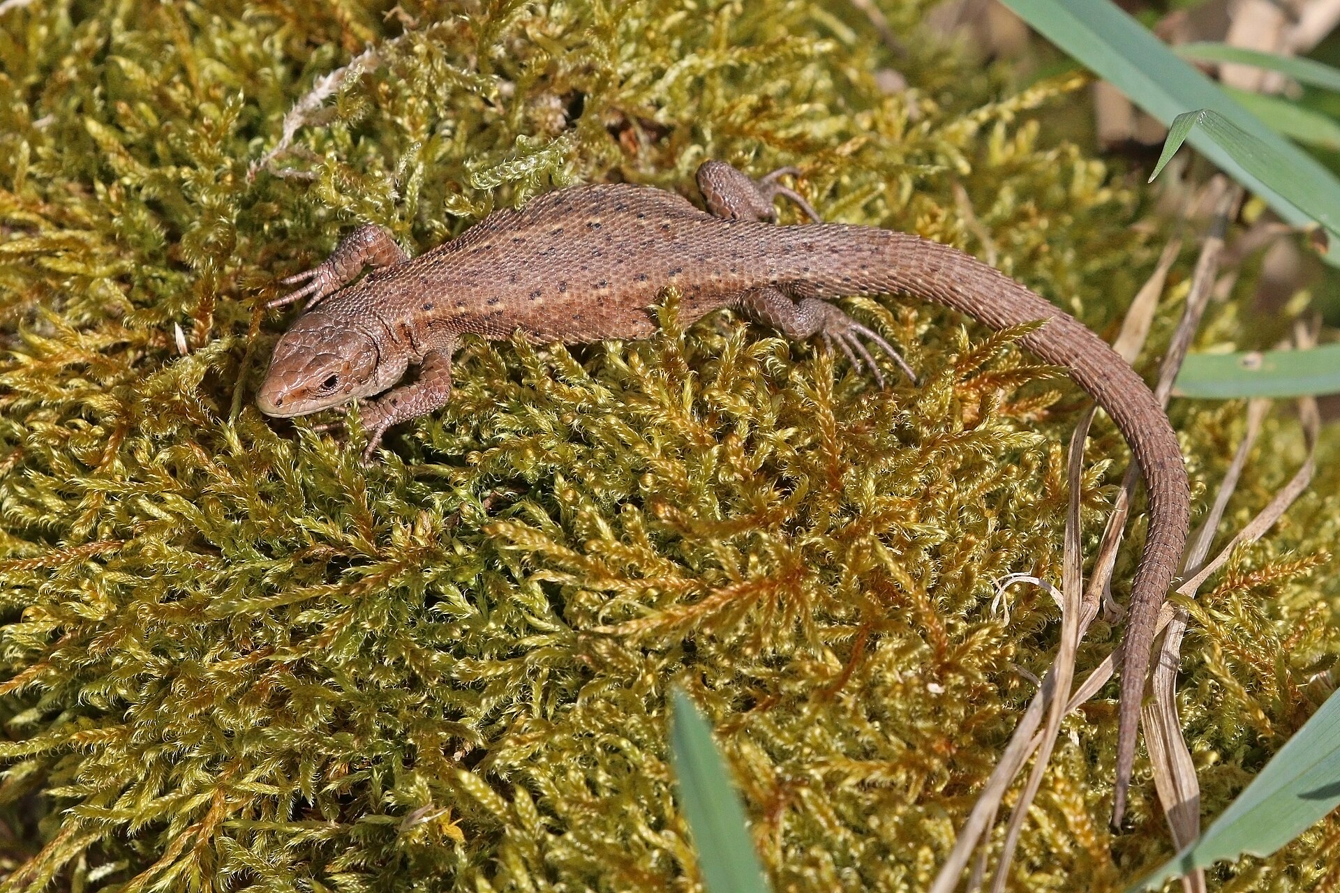 Viviparous Lizard
