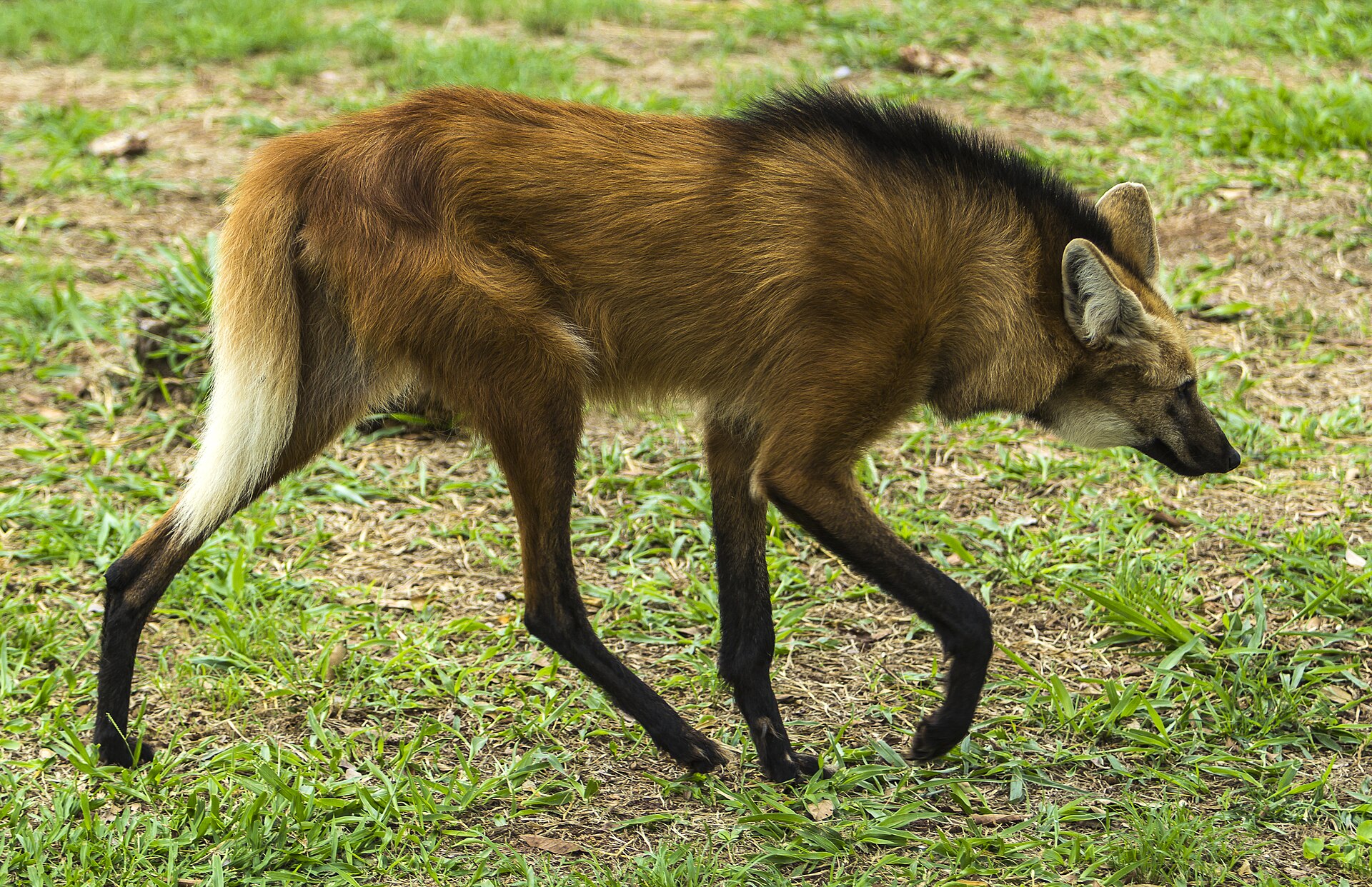 Mähnenwolf