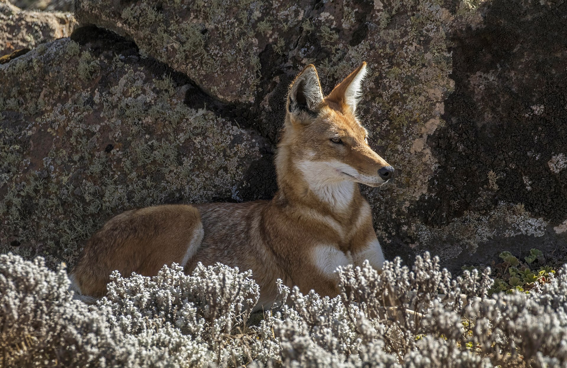 Lobo Etíope