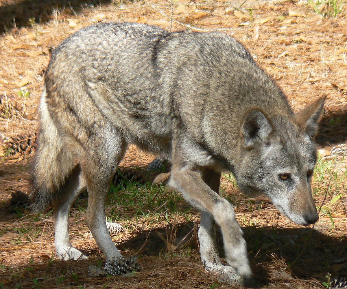 Lobo Rojo