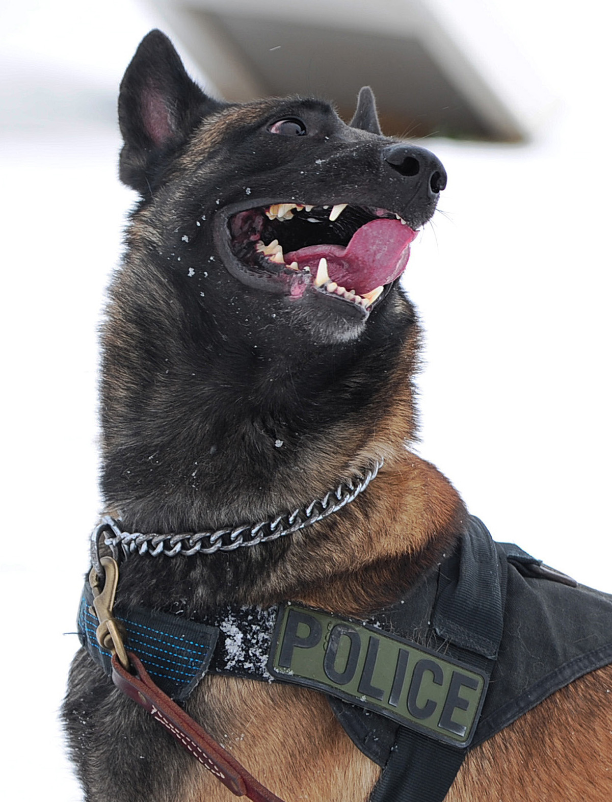 Belgischer Schäferhund Malinois