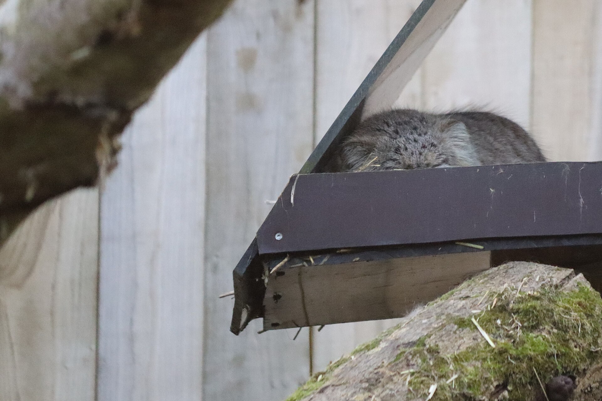 Manul