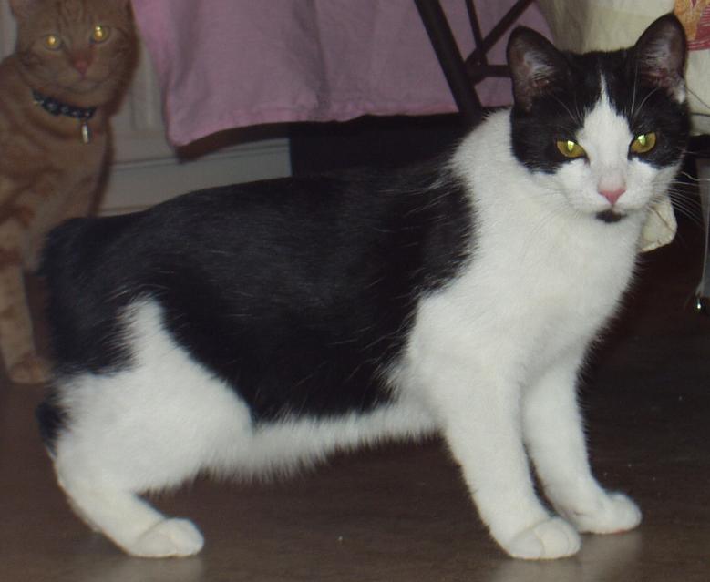 Manx