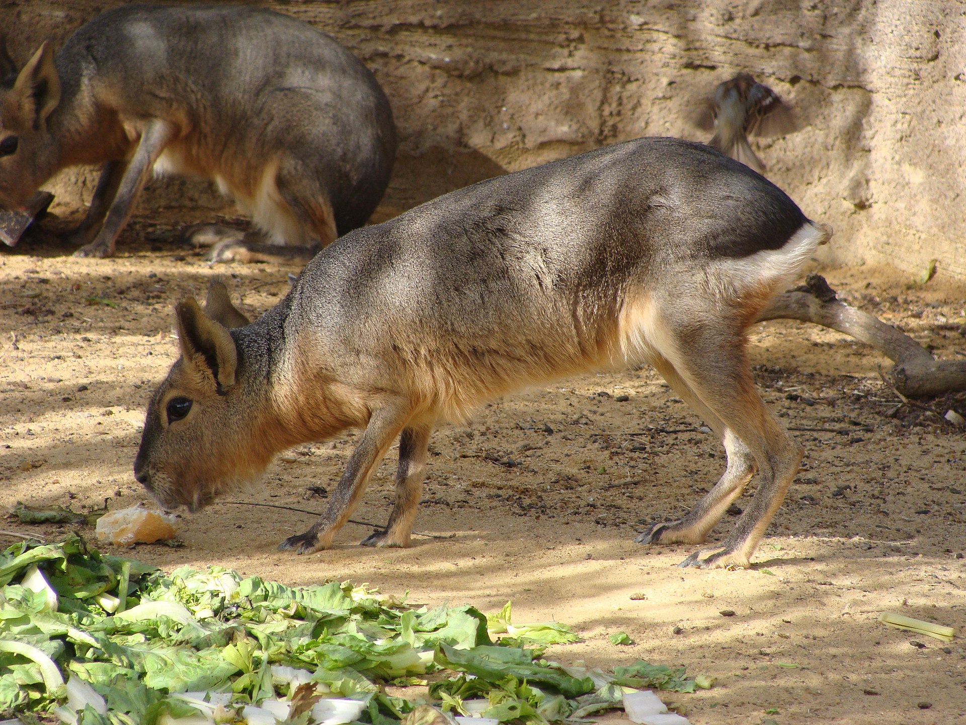 Großer Mara