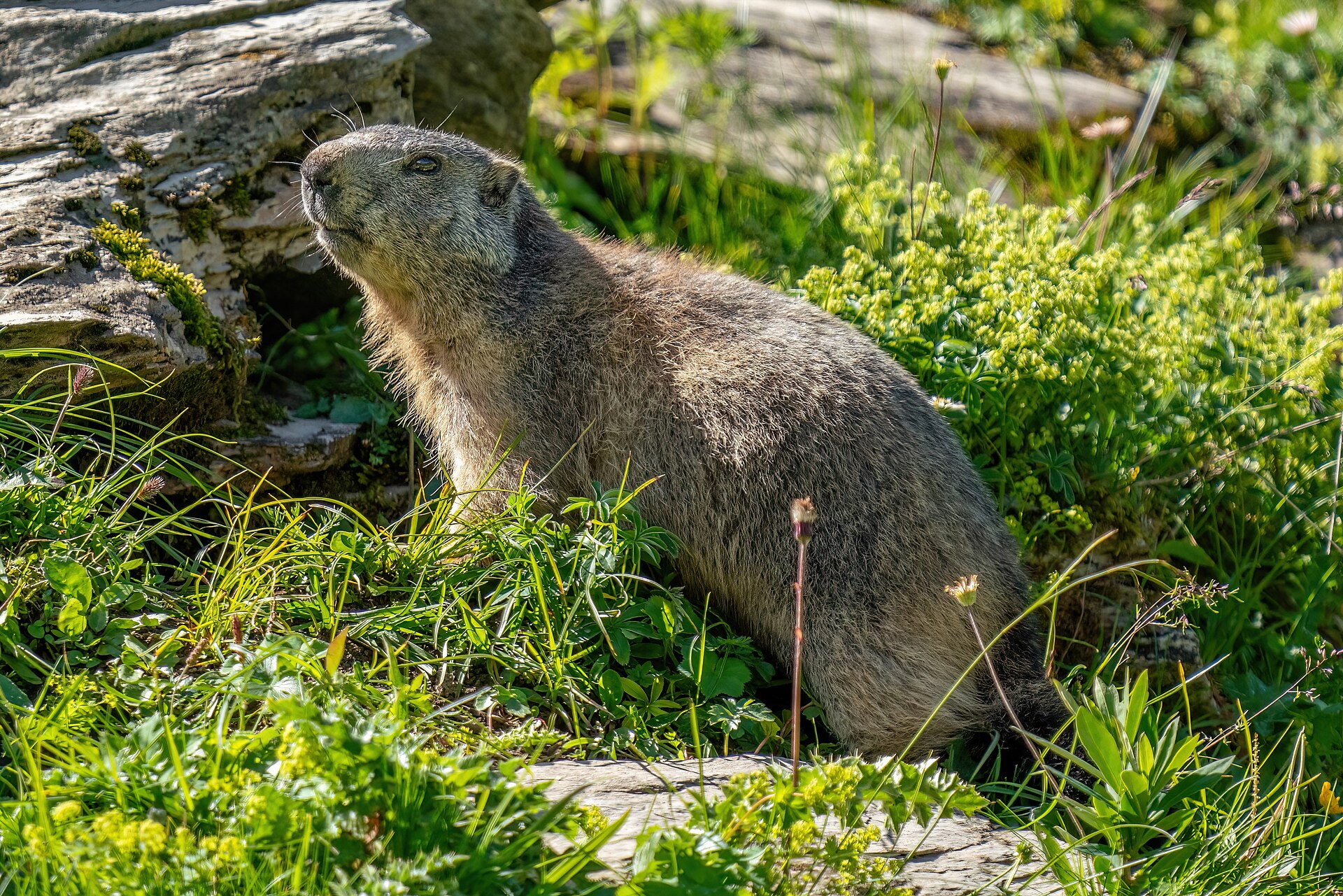 Alpenmurmeltier