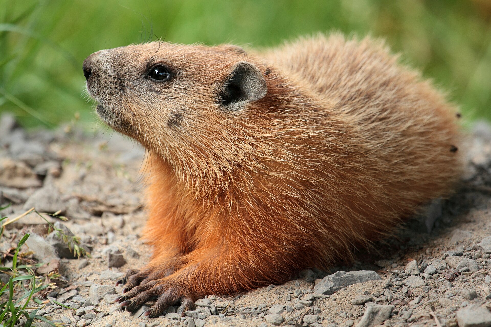 Marmotte Commune
