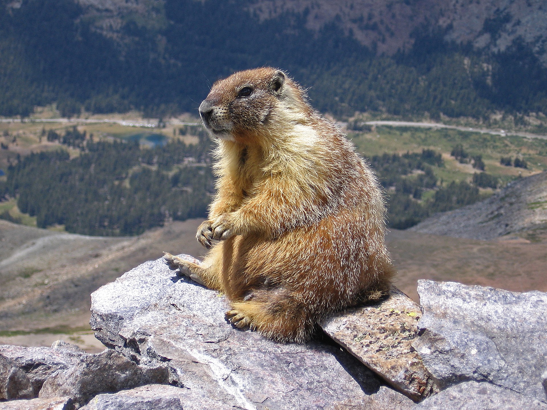 Yellow-bellied Marmot