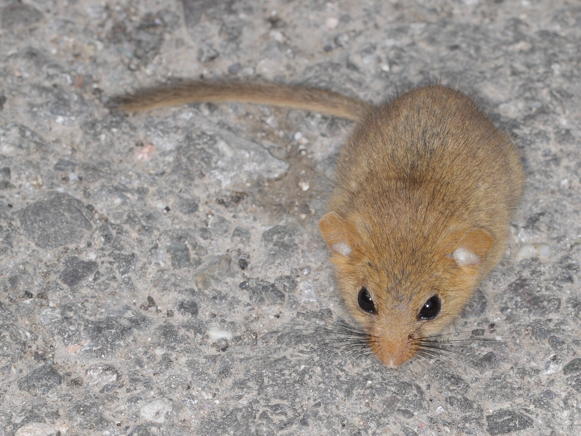 Haselmaus