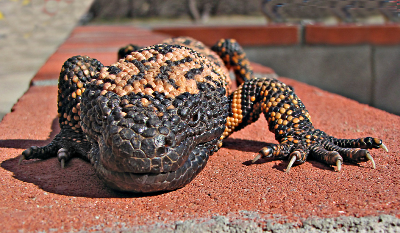 Gila Monster