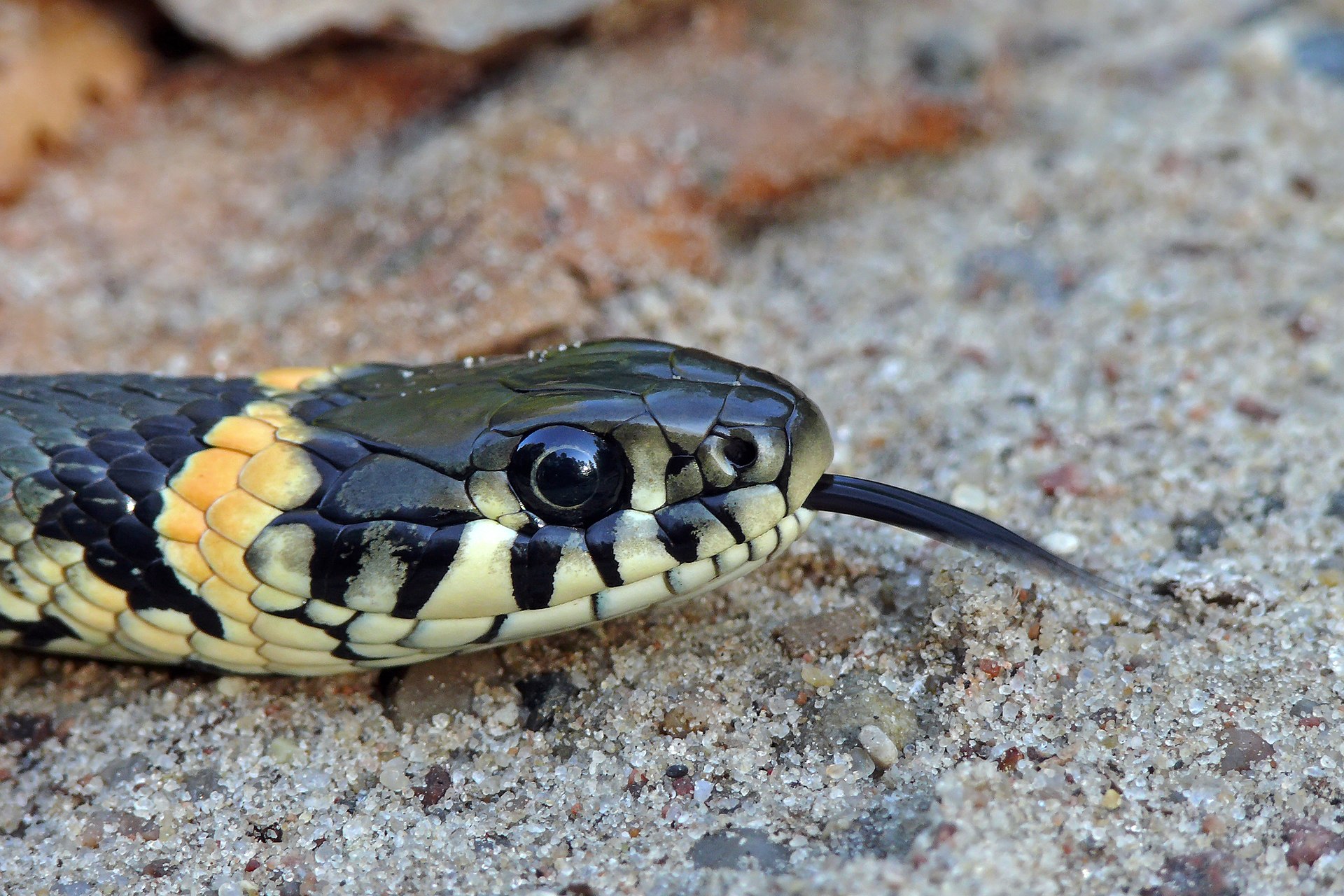 Culebra de Collar