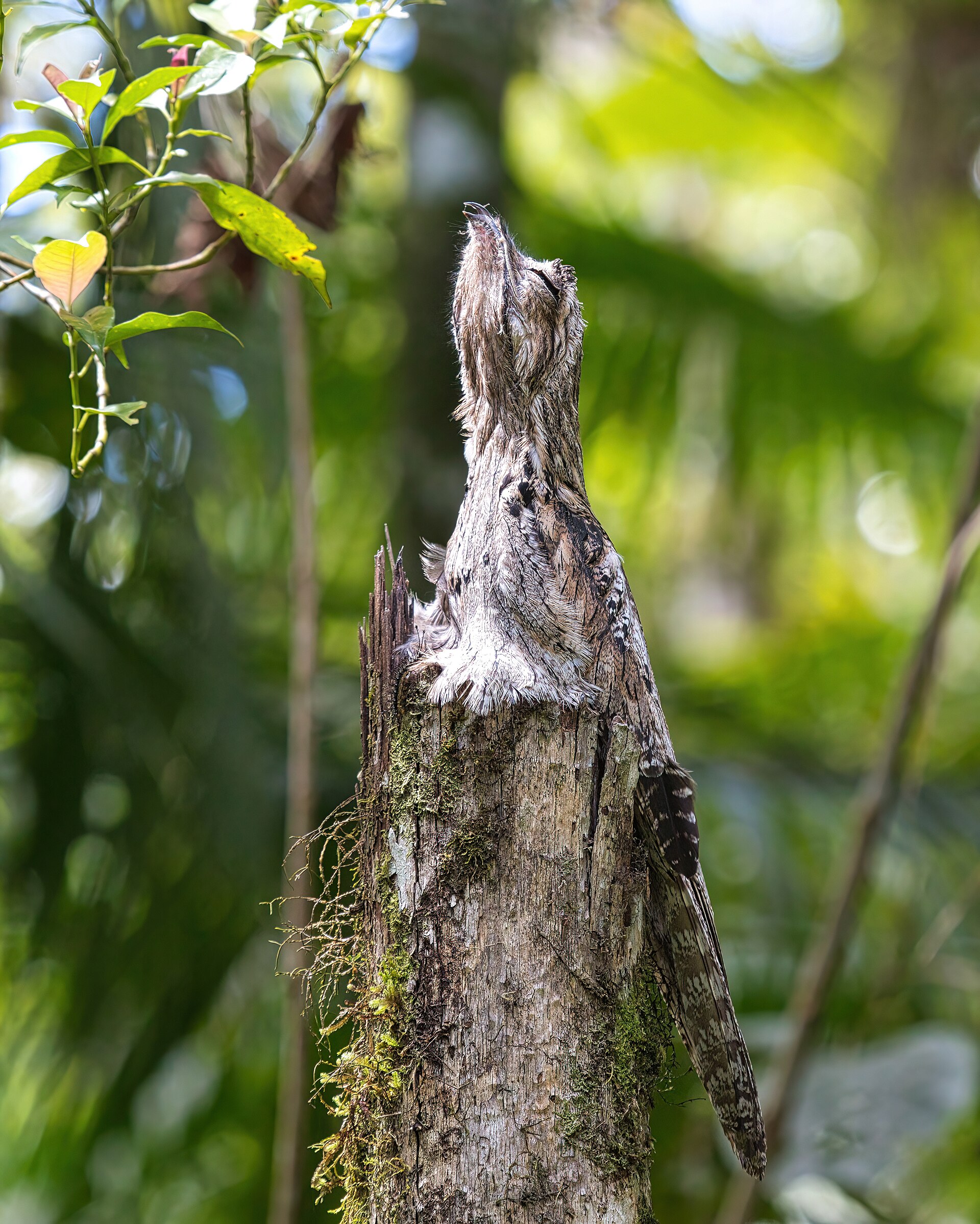 Common Potoo