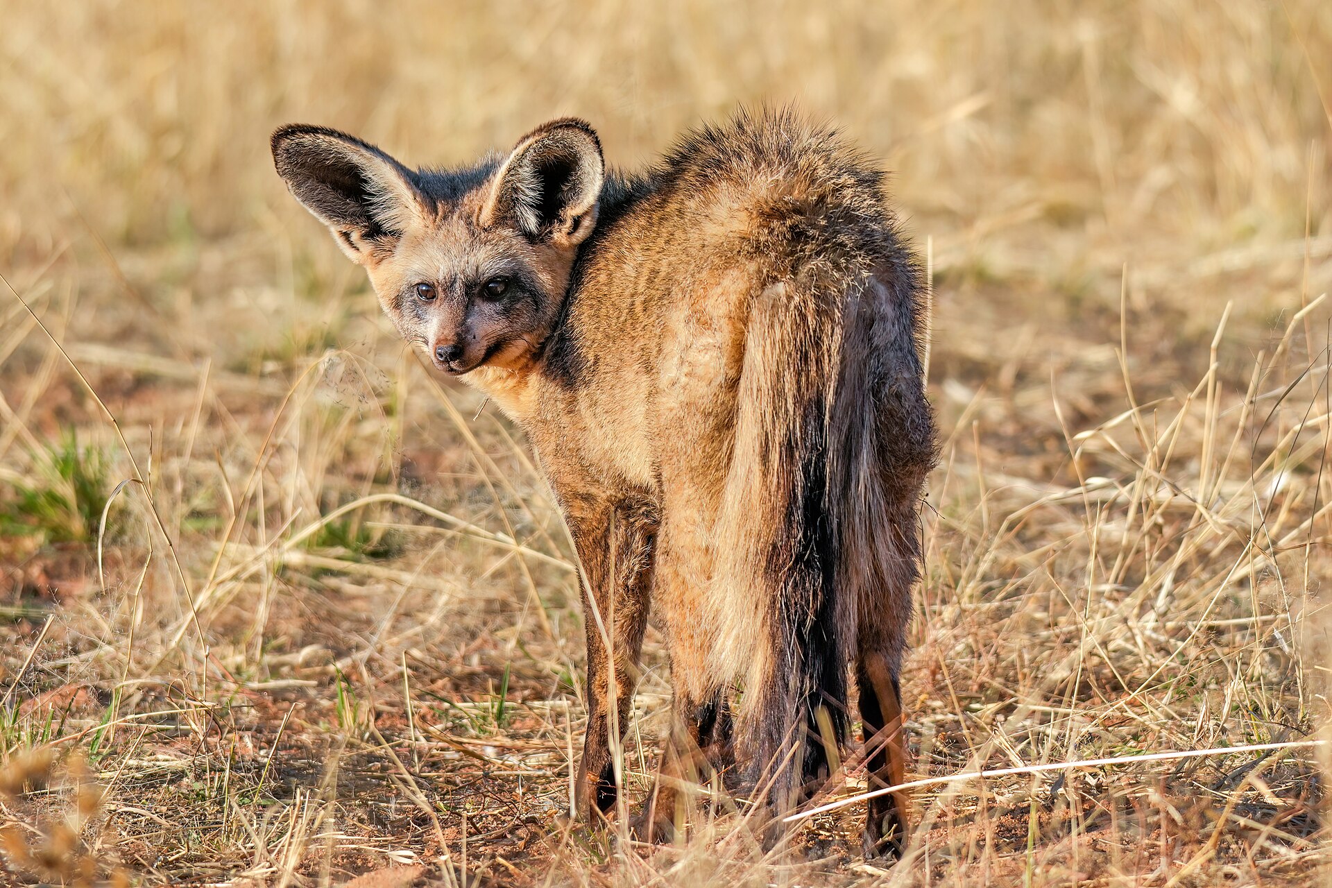 Otocyon