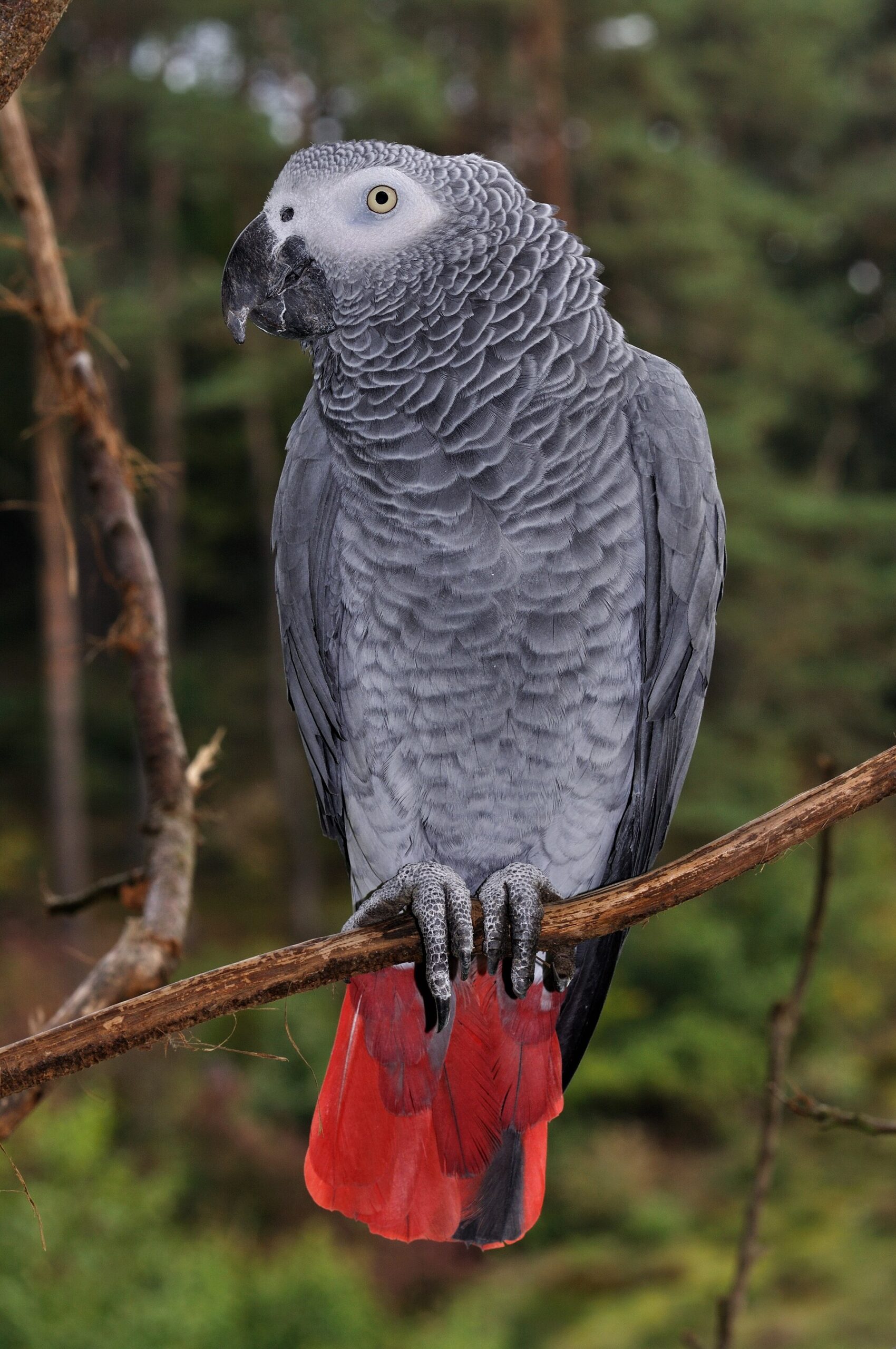 Loro Gris Africano