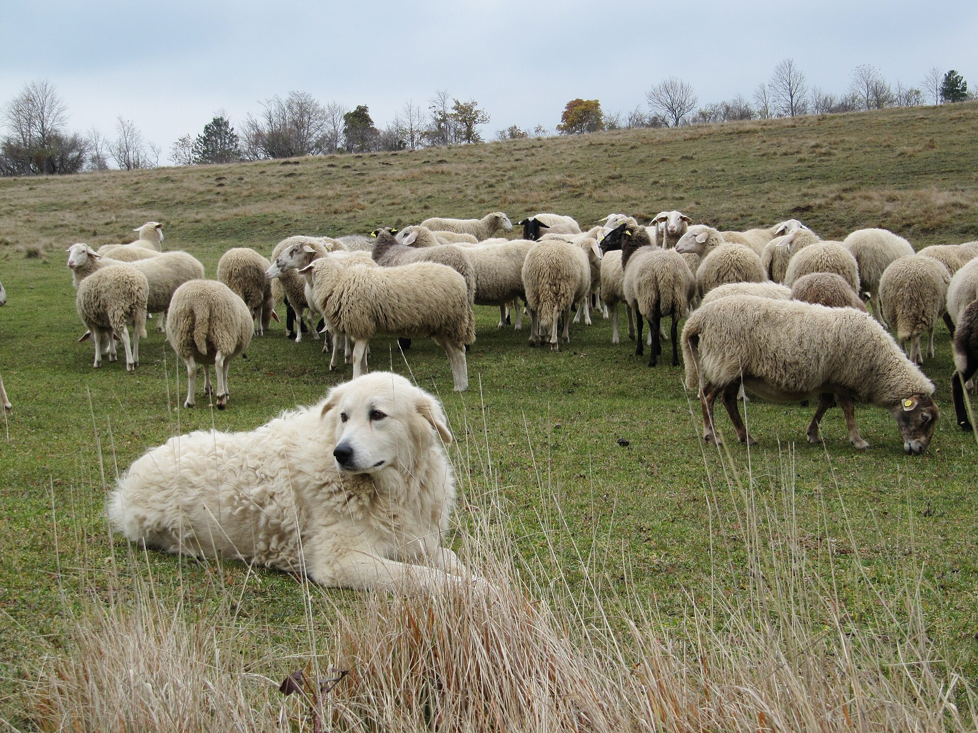 Maremma Sheepdog