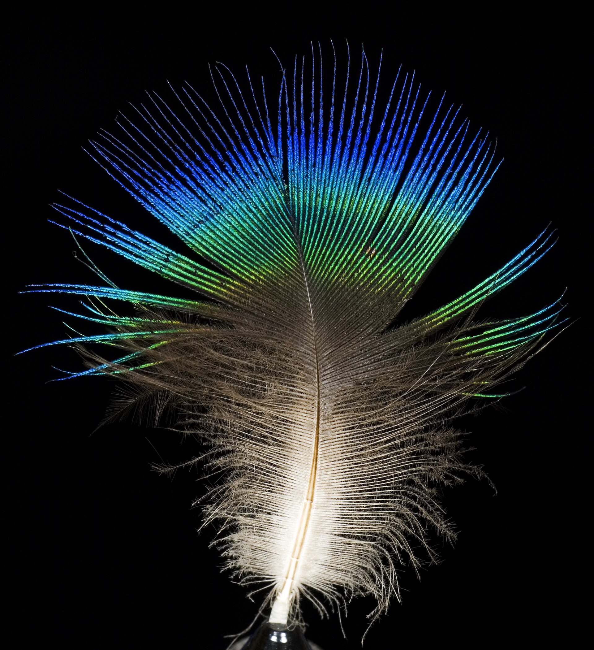 Pavo Real