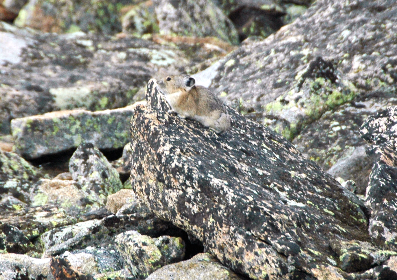 American Pika