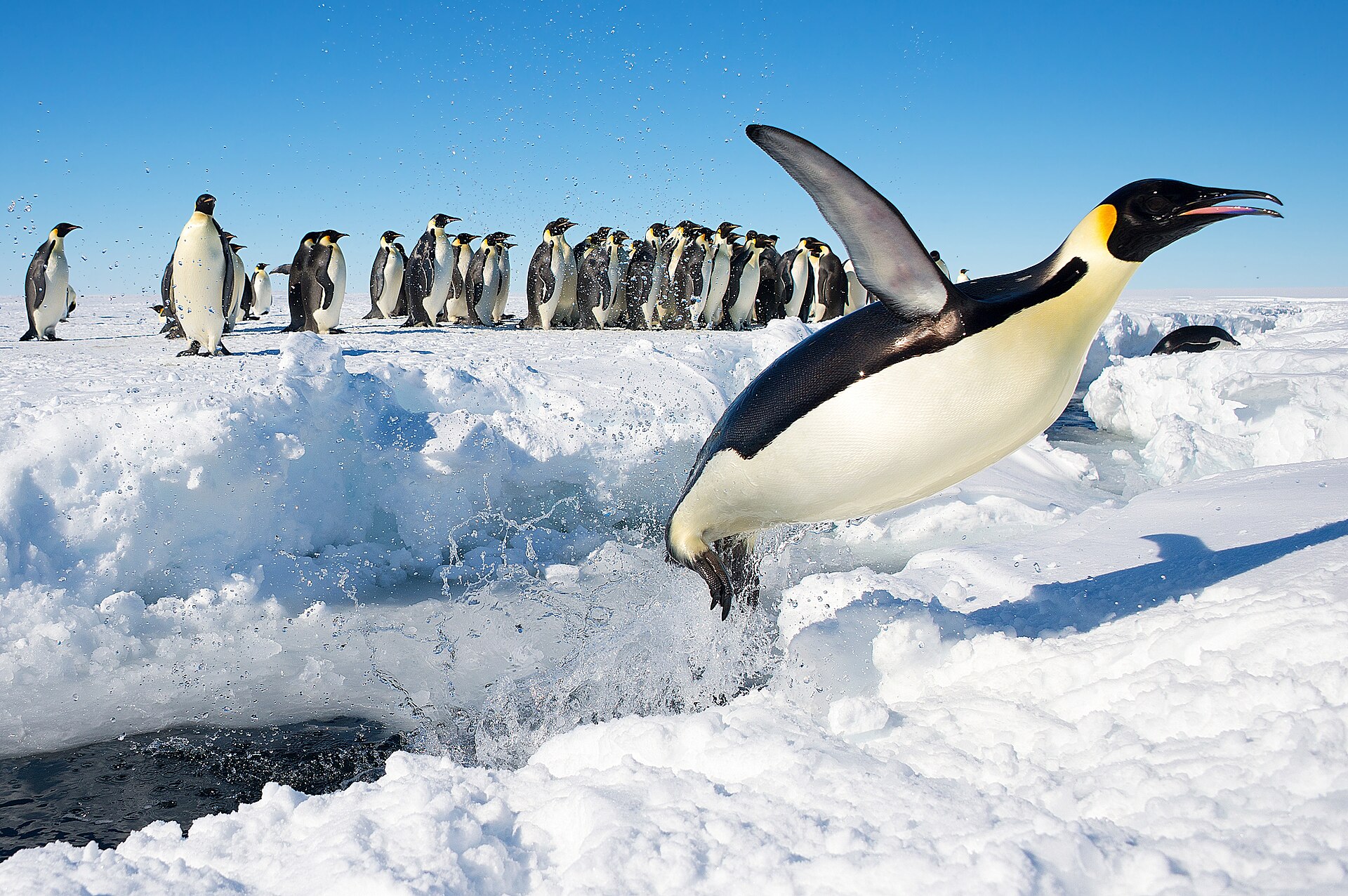 Kaiserpinguin