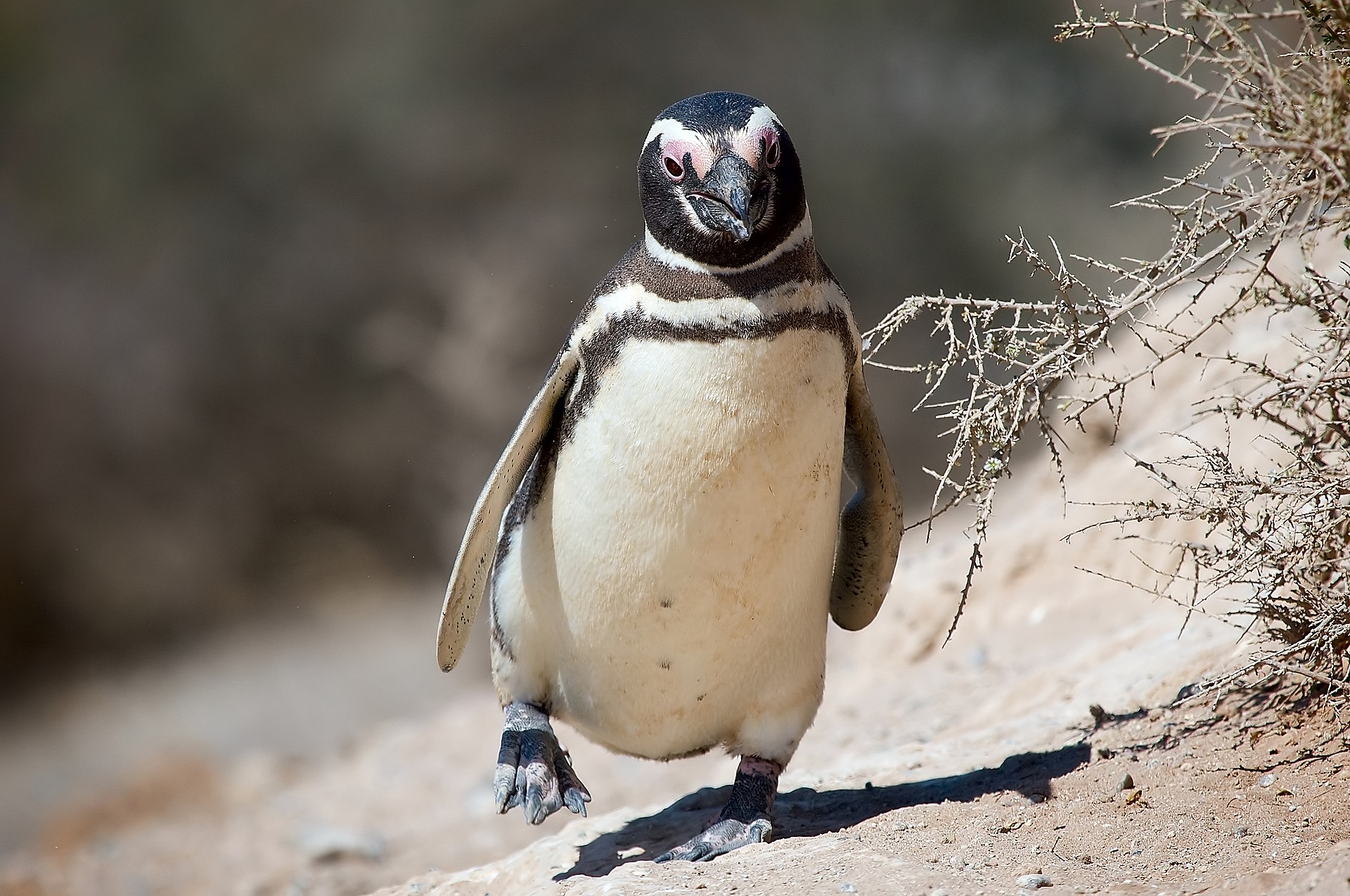 Magellan-Pinguin