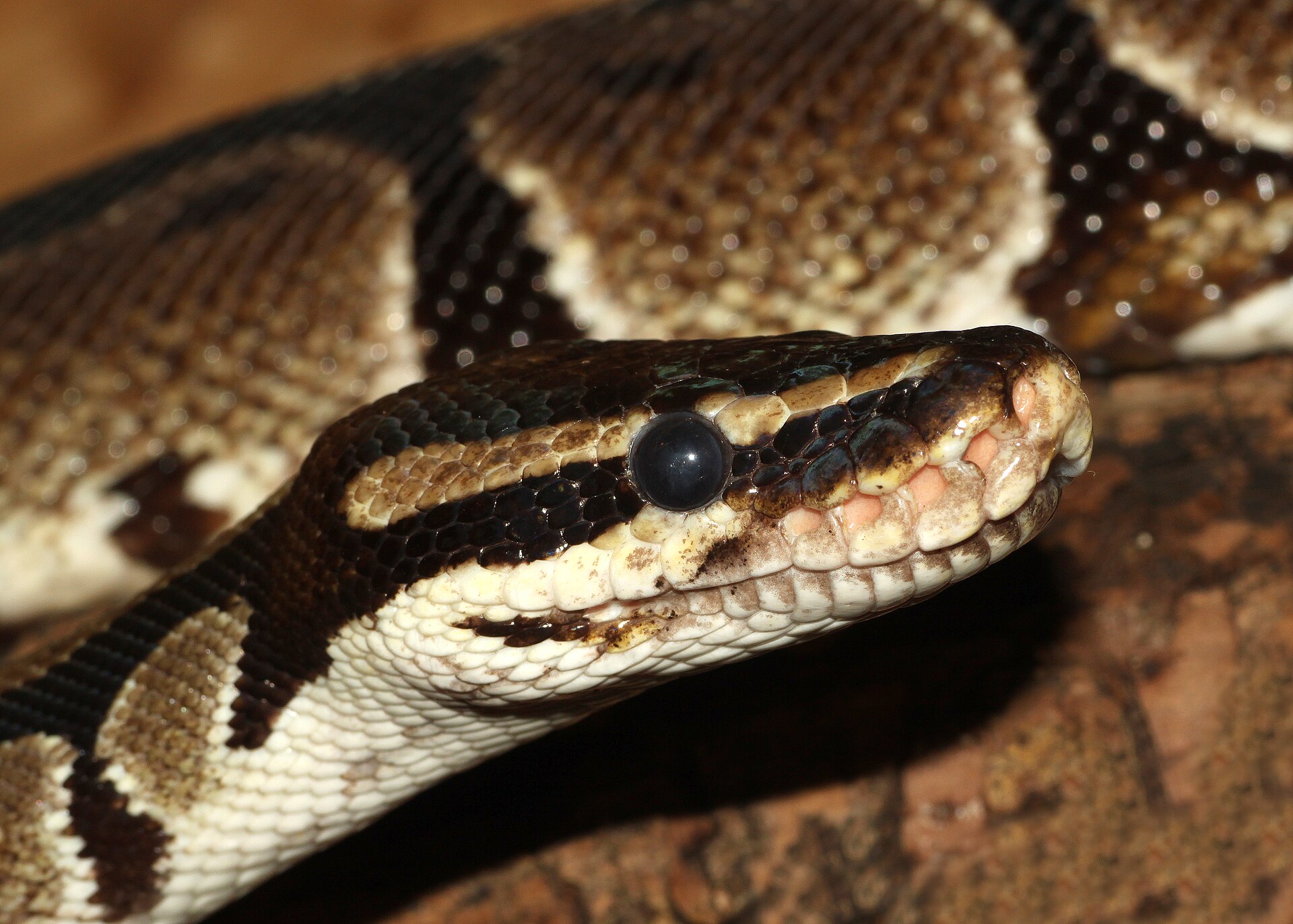 Ball Python
