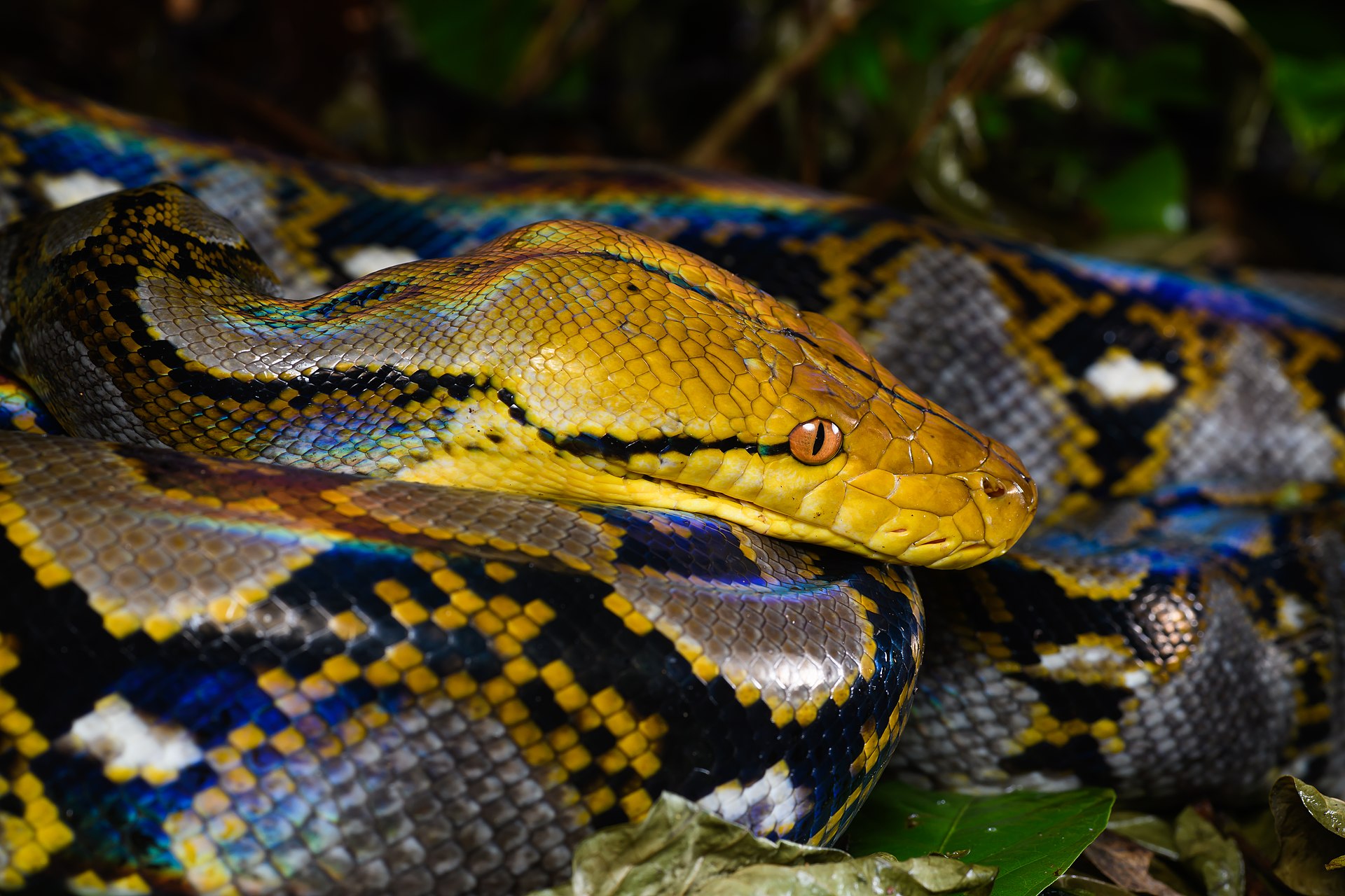 Netzpython