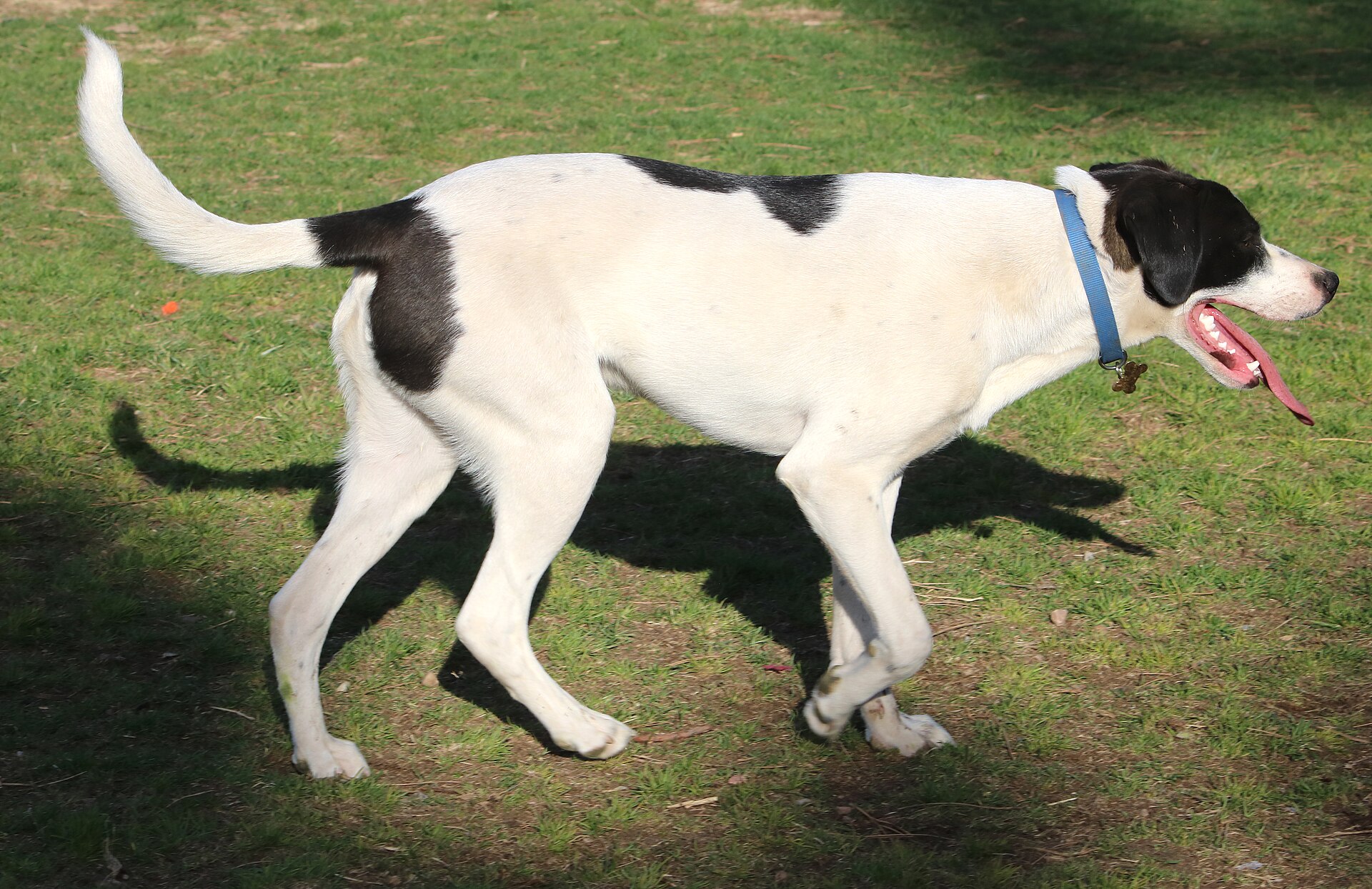 Pointer anglais