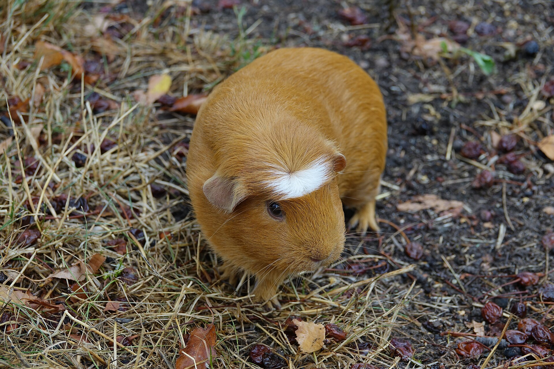 Cochon d'Inde