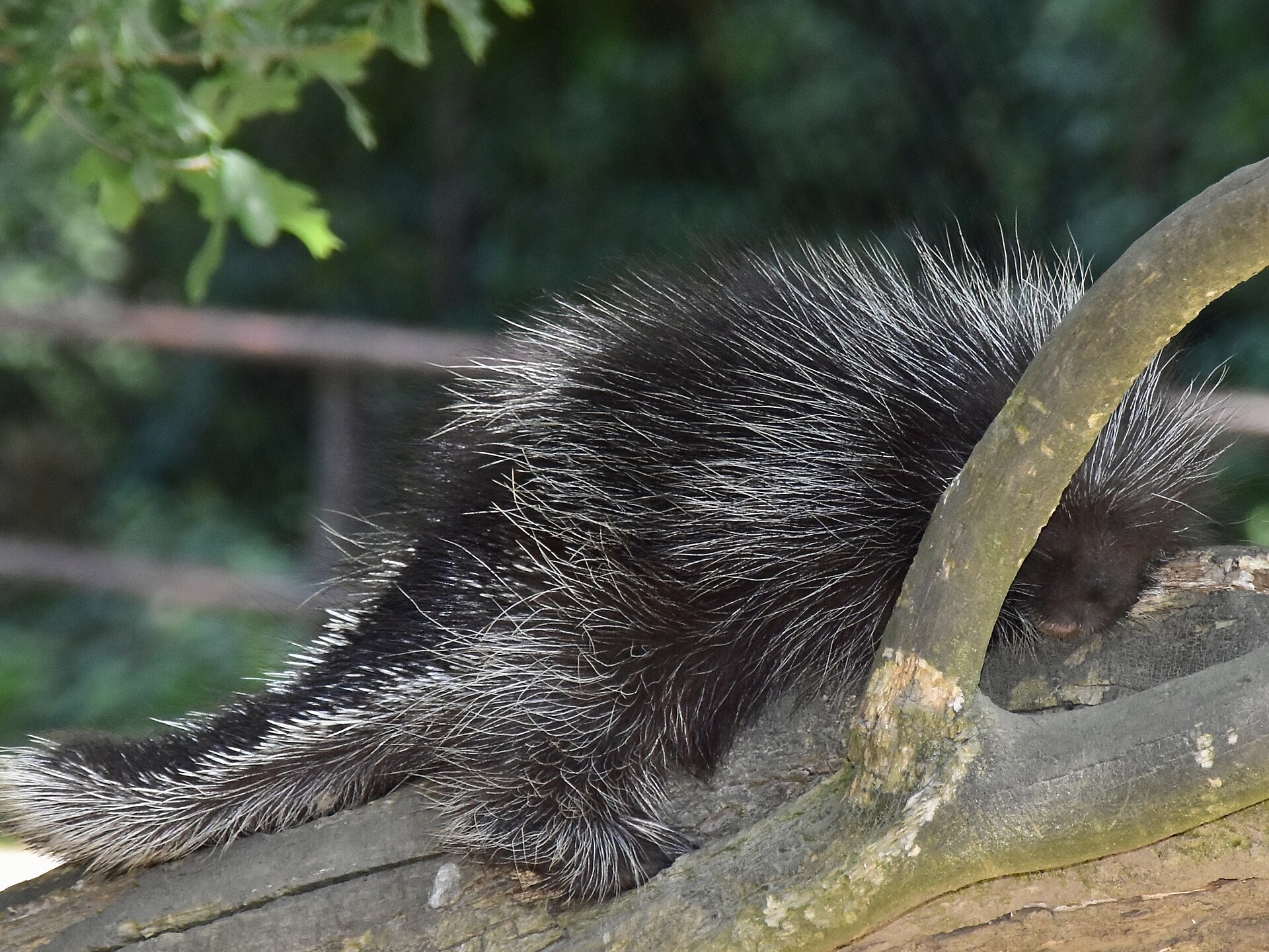 North American Porcupine