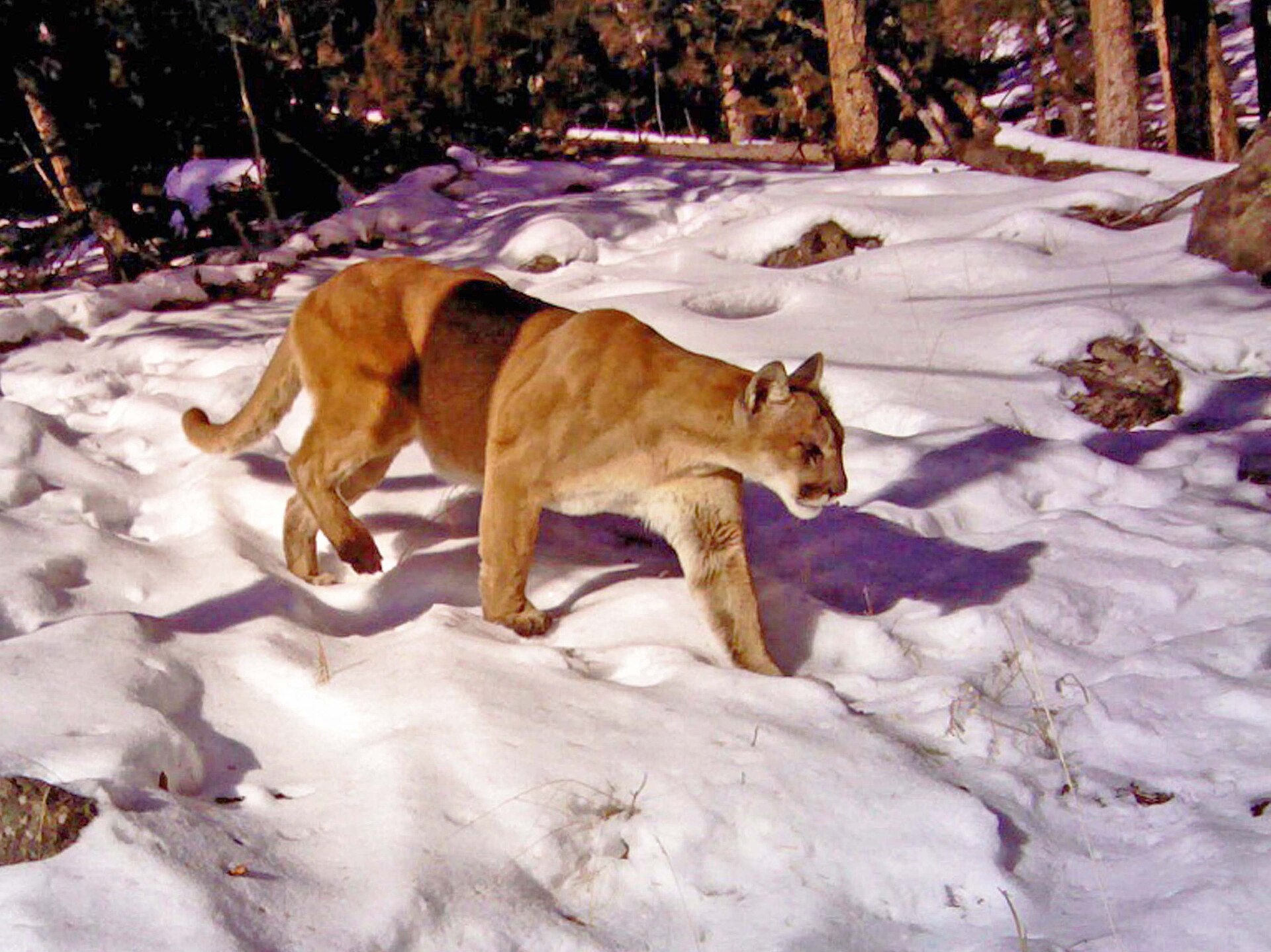 Puma